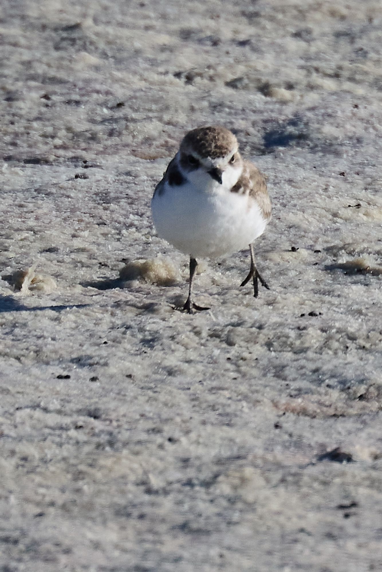 A TINY BORB OMG