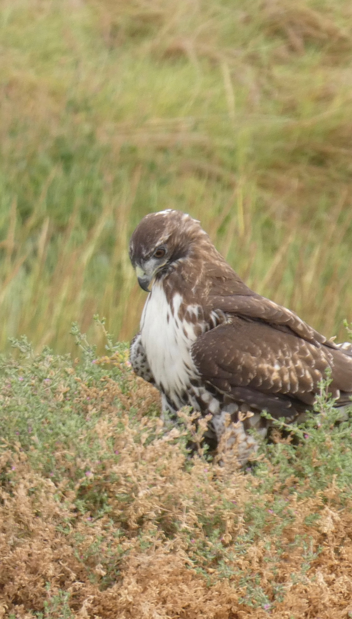 Red-tailed hawk on the ground, looking like he can’t find his keys