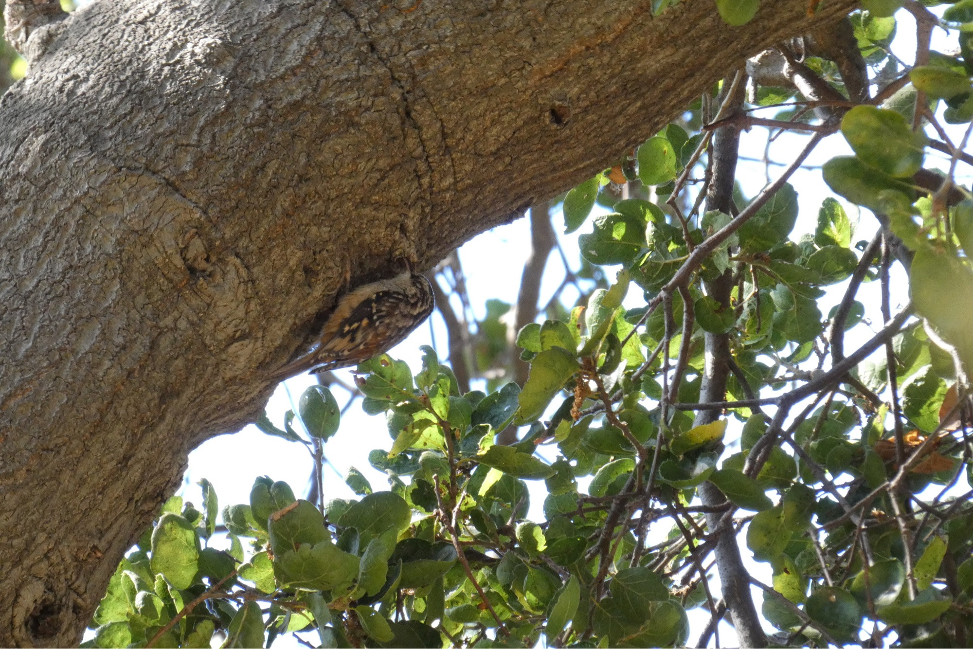 Brown creeper creeping