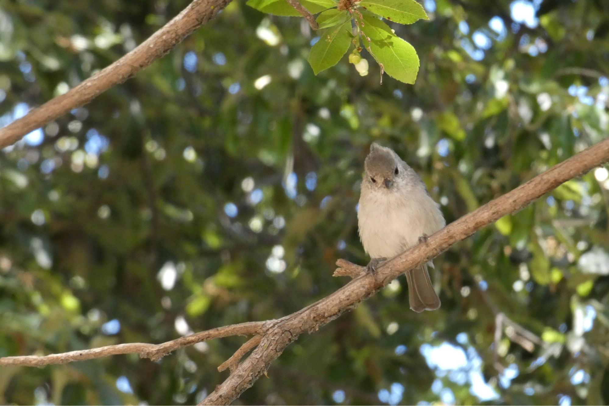 Oak titmouse looking down from a branch