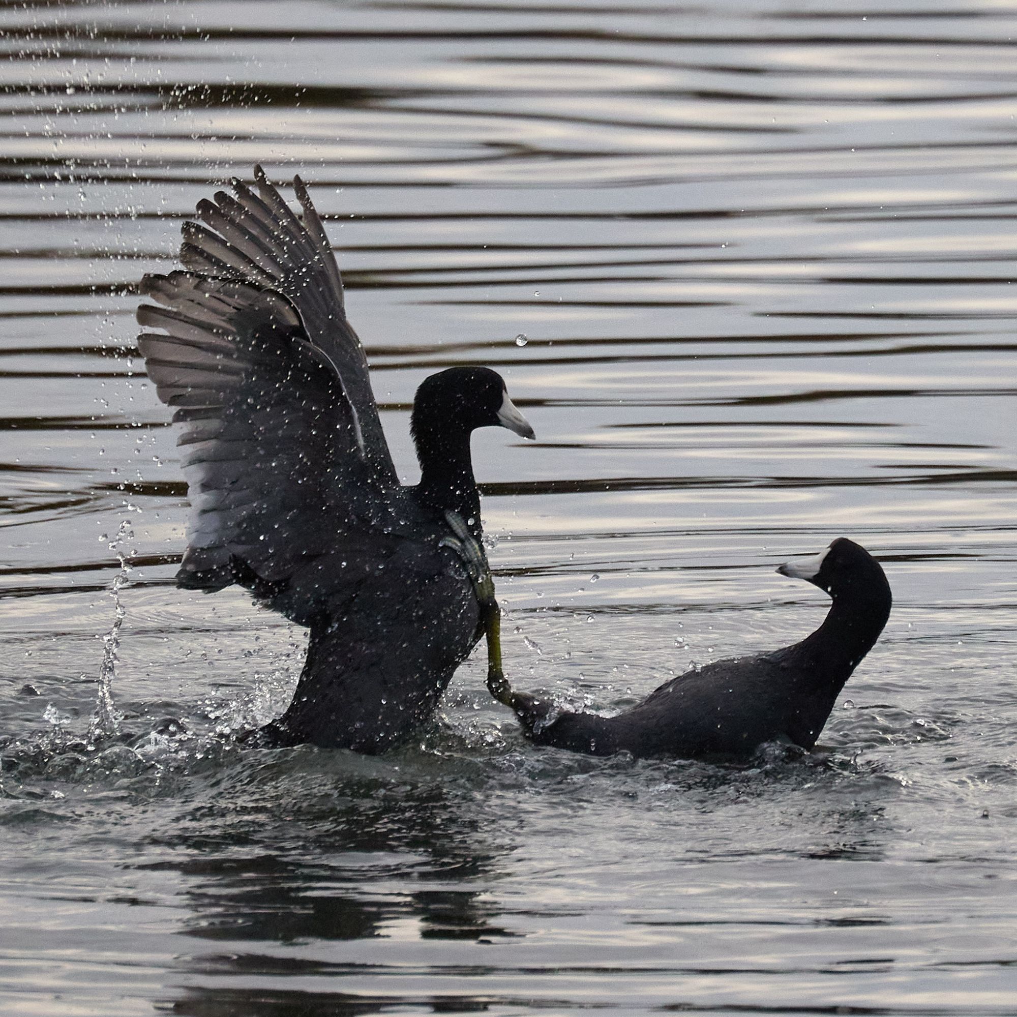 More coot-on-coot violence