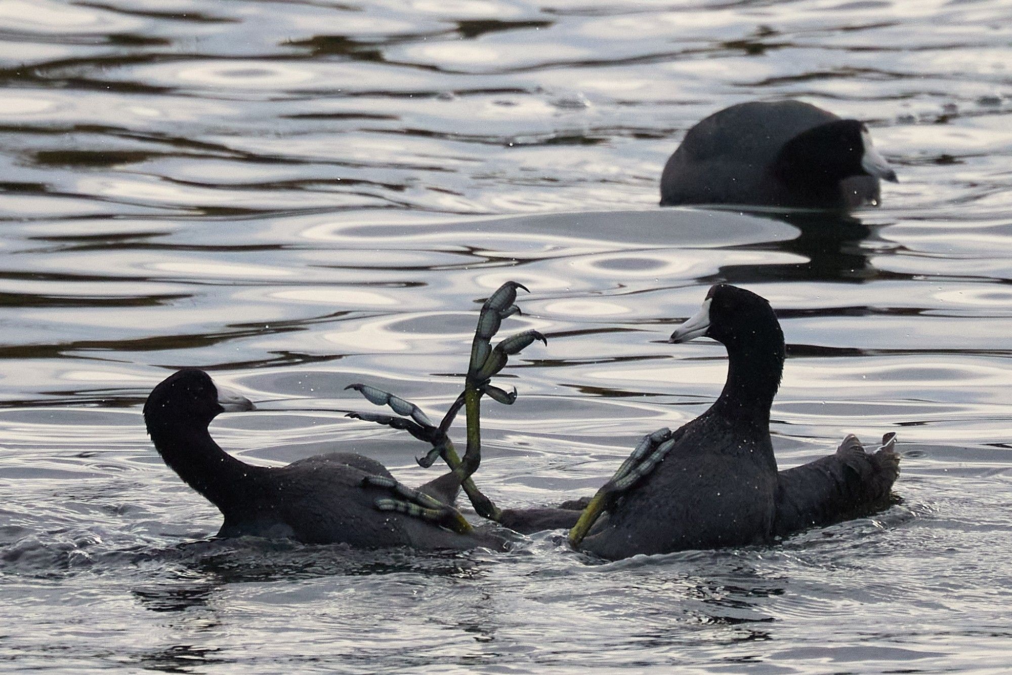 That third coot is all like, Ummm guys?