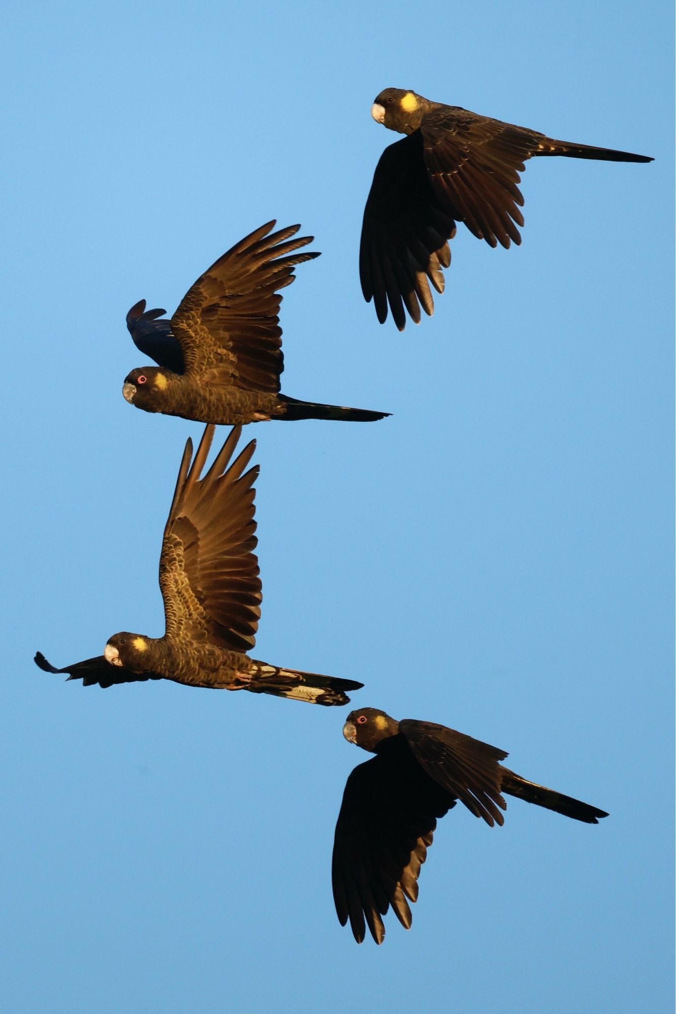 Four yellow-tailed black cockatoos.