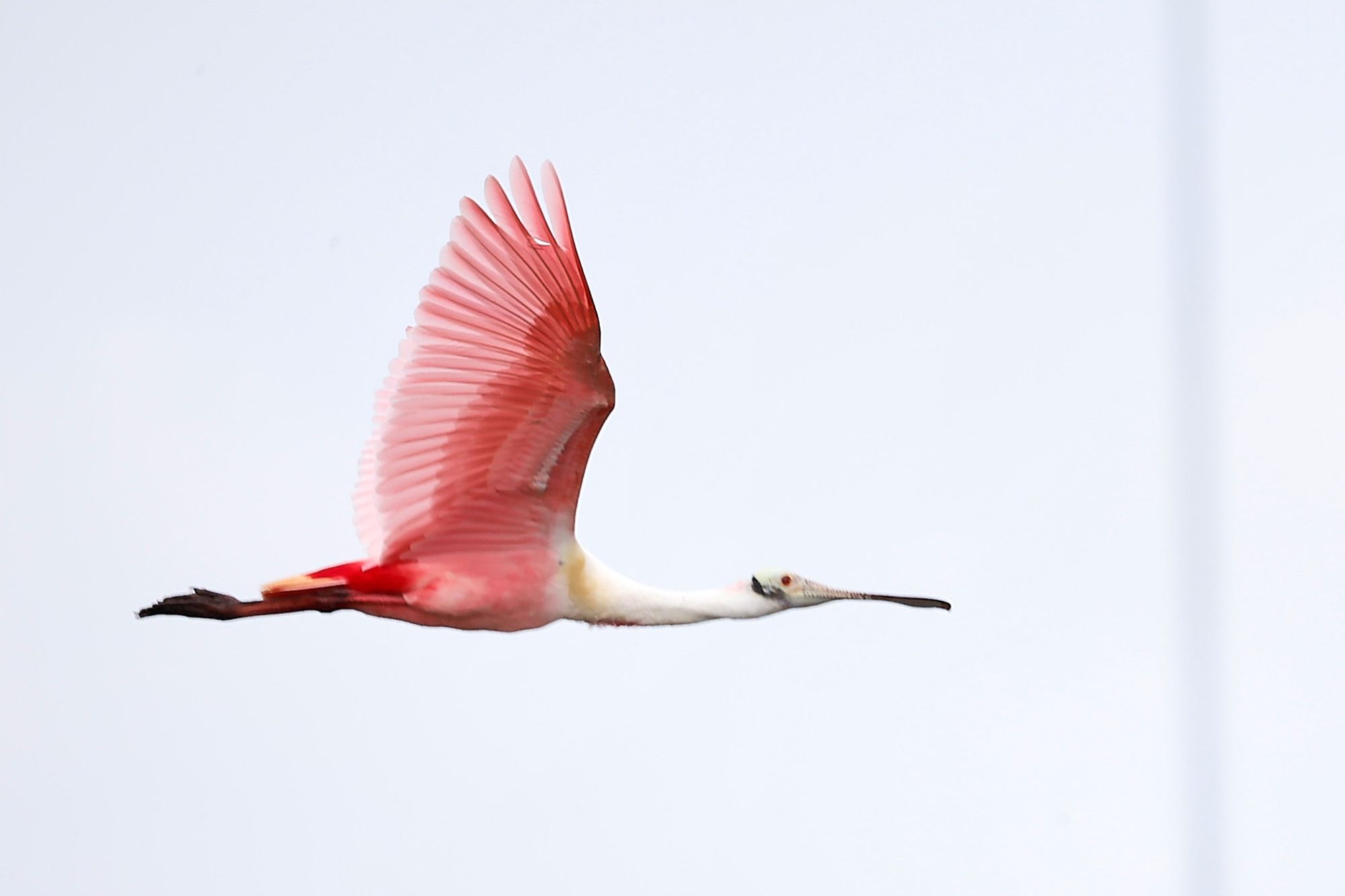 A spoonbill in flight