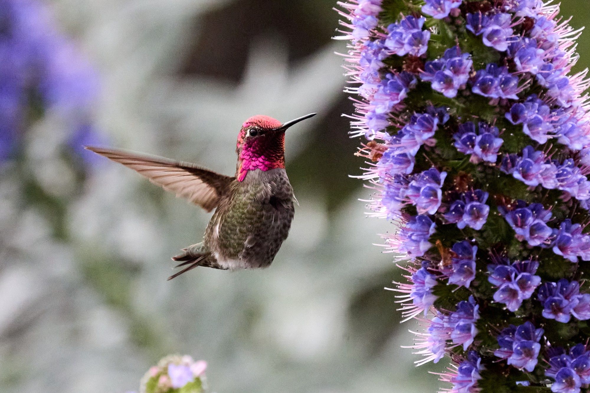 A hummingbird with a vivid magenta helmet hovers in front of some purple flowers.