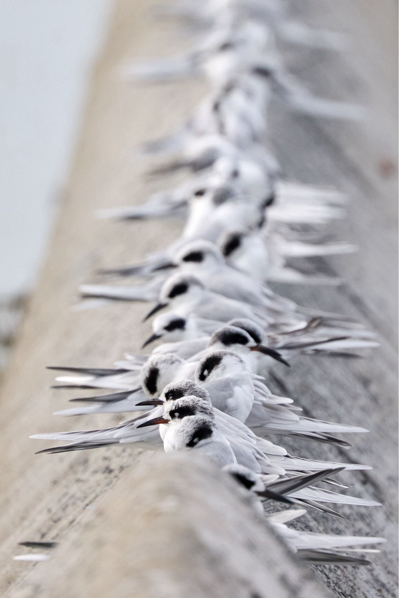 Forster’s terns lined up on a stone wall, photographed up the line