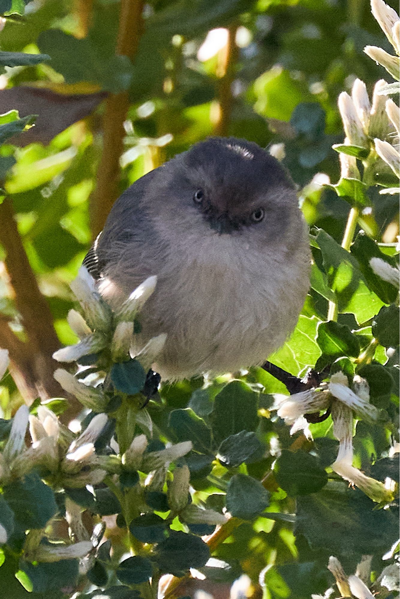 Terrifying spectre of death or adorable spherical floof, you decide