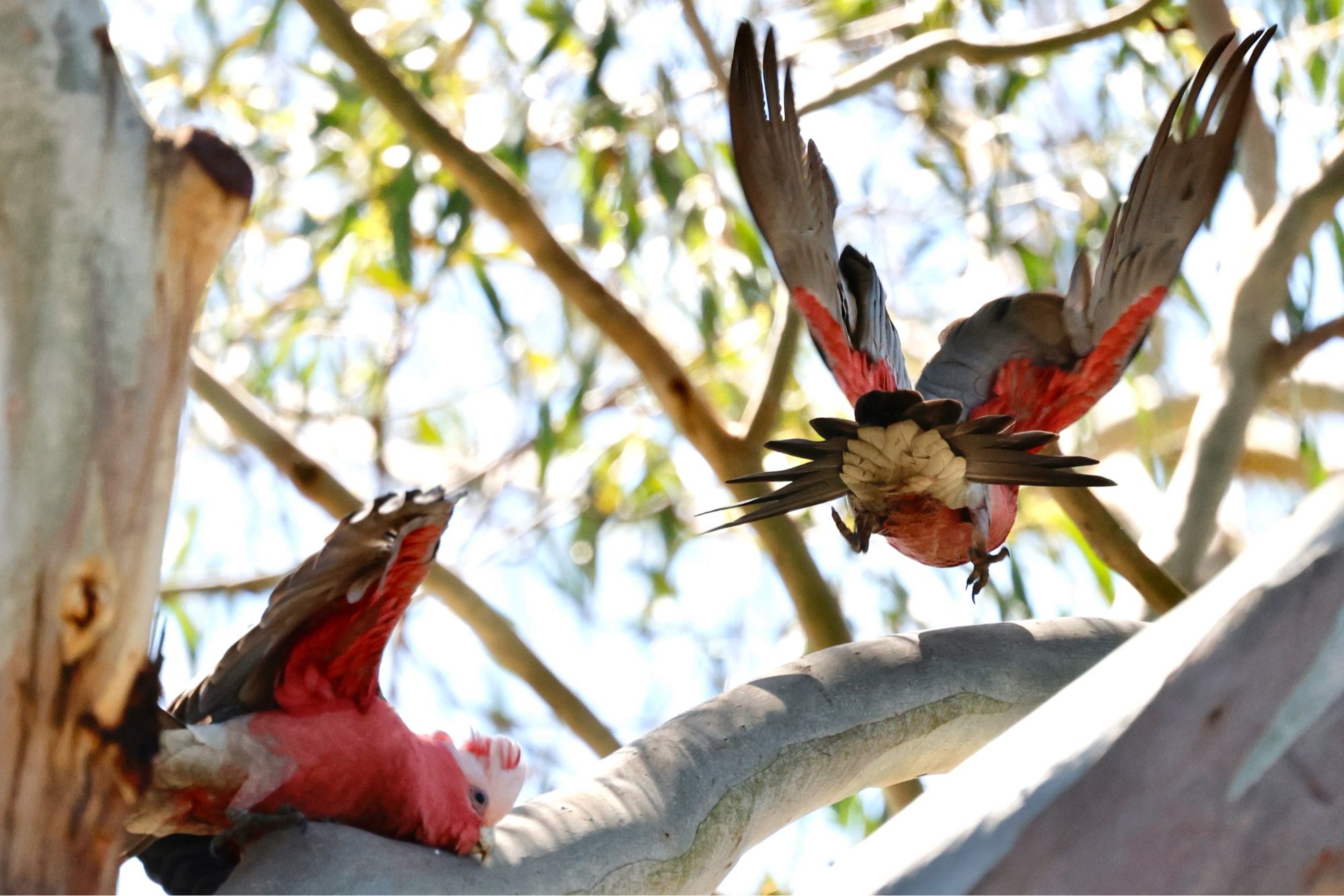 Two pink and grey parrots, forgetting how to parrot.