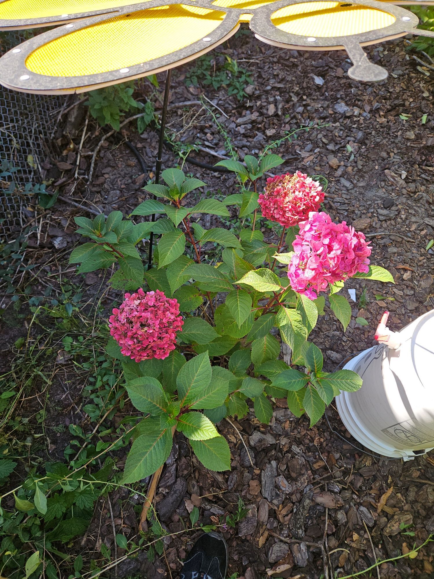 Red hydrangeas

They should be blue.