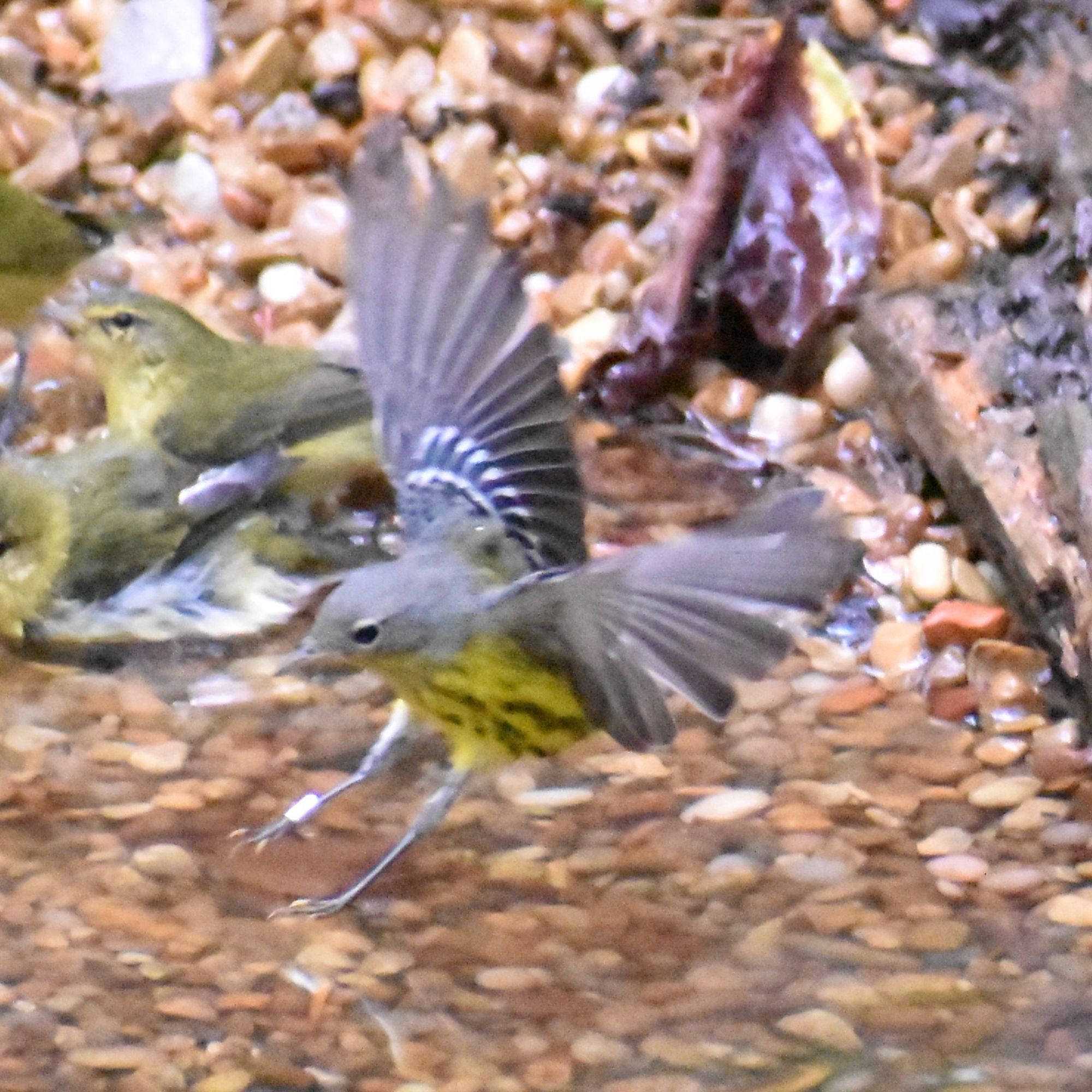 A banded Canada warbler landing in a shallow pool of water.