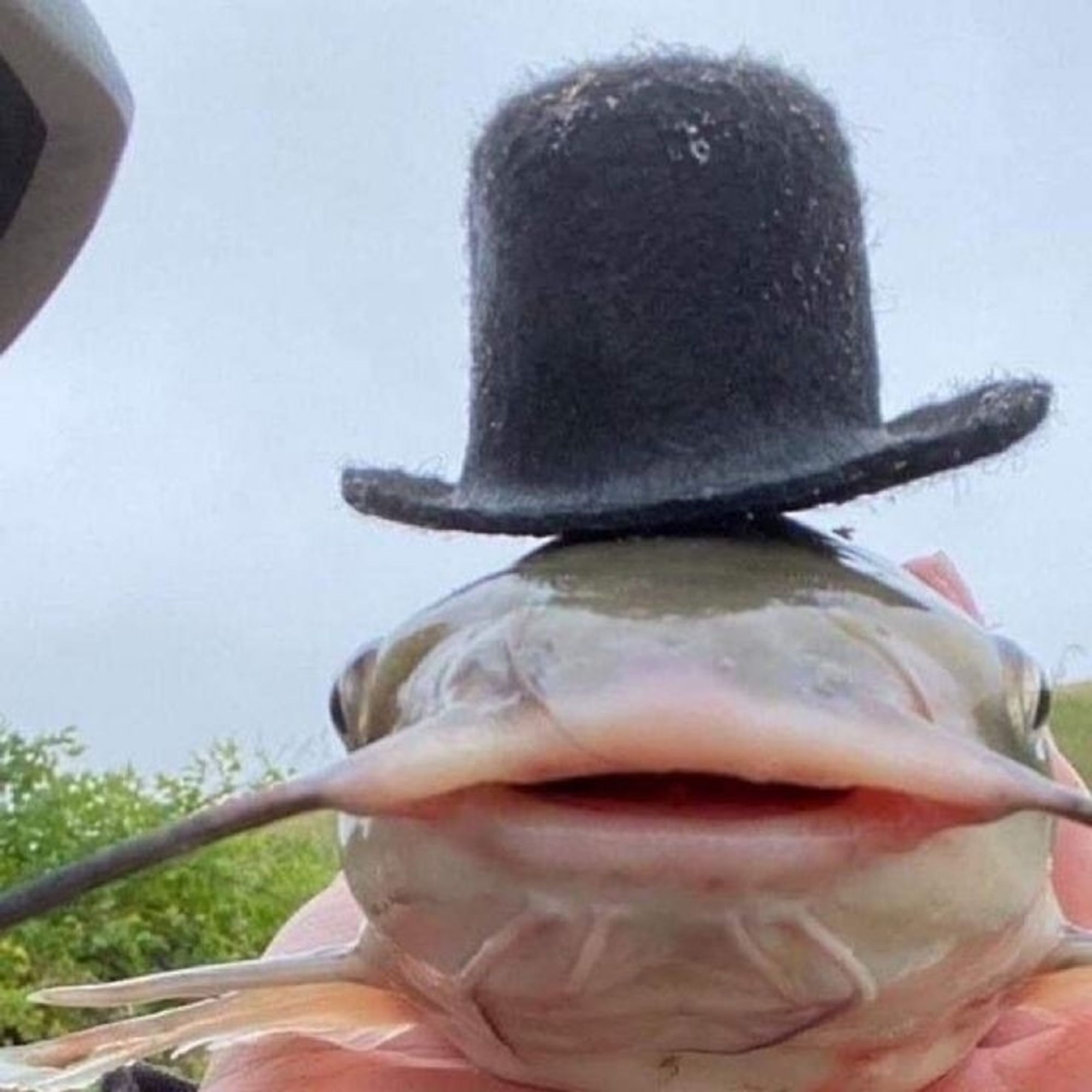 A close up photo of the face of a catfish wearing a tall bowler hat