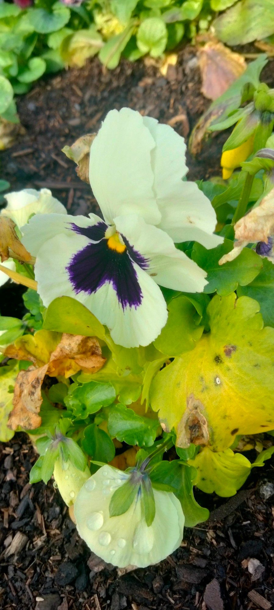 Fleur blanche et violette