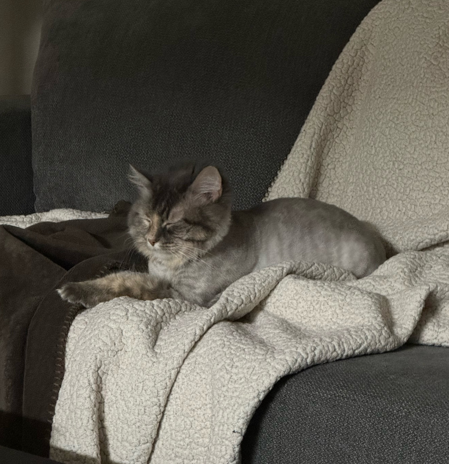 A gray cat laying on the sofa with her eyes closed