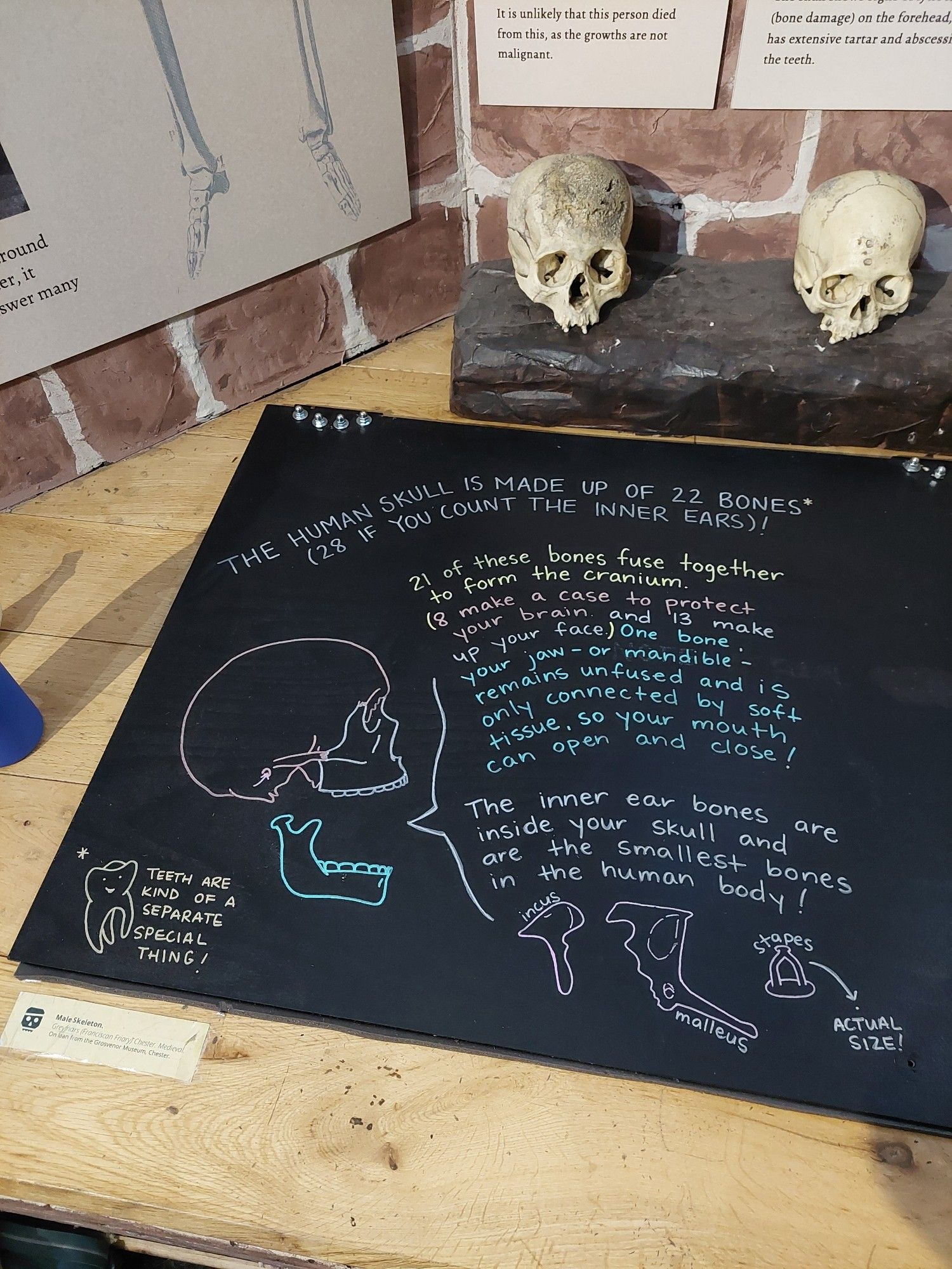 A black chalkboard like surface on a wooden worktop, with two (replica) skulls at the back of the display. There is an illustrated skull, with different coloured sections and text that reads: THE HUMAN SKULL IS MADE UP OF 22 BONES* (28 IF YOU COUNT THE INNER EARS)

21 of these bones fuse together to form the cranium. (8 make a case to protect your brain and 13 up your face.) One your jaw - or mandible - remains only make bone unfused and is connected by soft tissue, so your mouth can open and close!

The inner ear bones inside your skull and are are the smallest bones in the human body!

*TEETH ARE KIND OF A SEPARATE SPECIAL THING

There are three drawings of bones labelled: incus, malleus, and stapes which has an arrow pointing to a small dot labelled actual size.