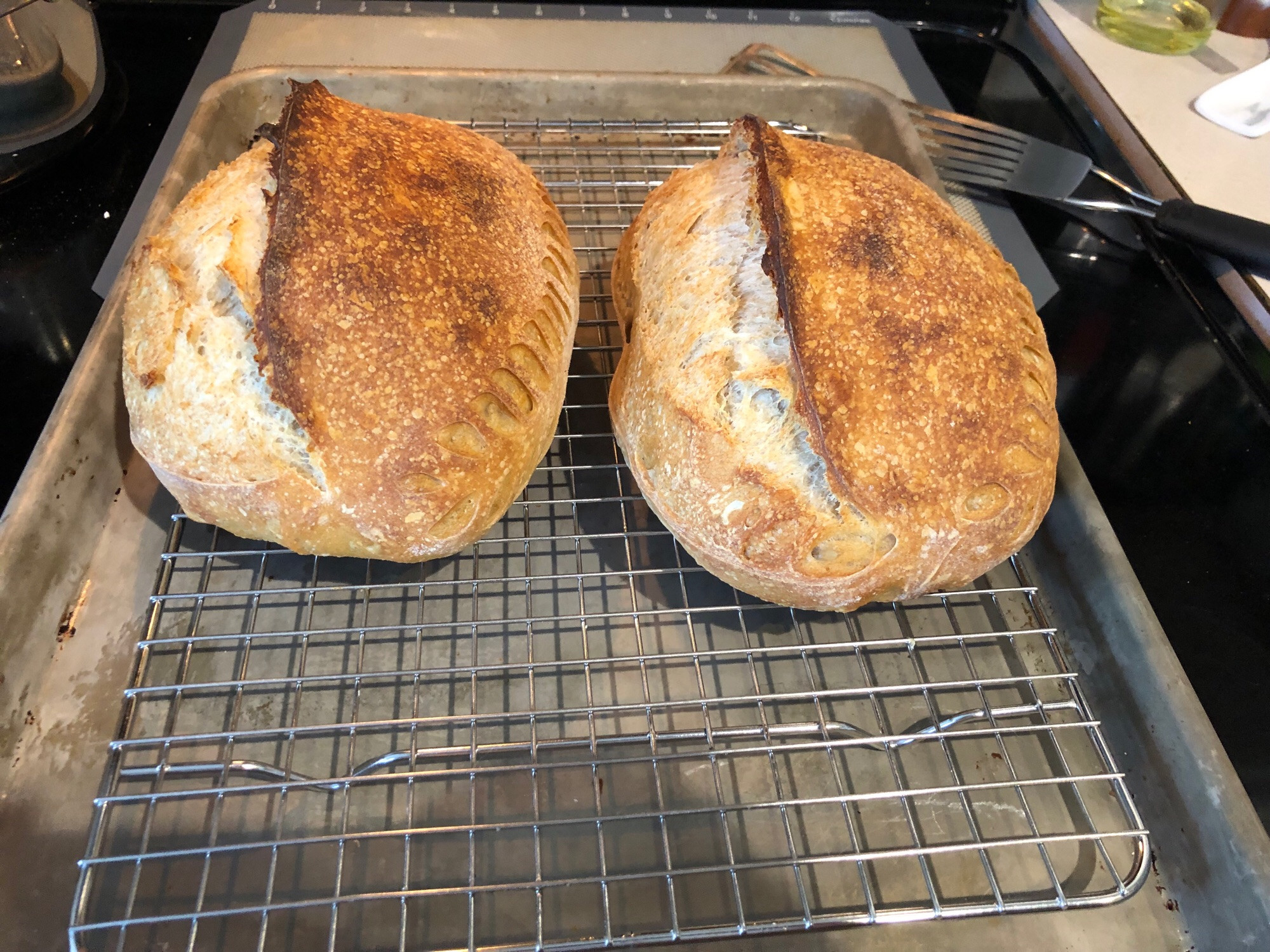 Two sourdough boules fresh out the oven