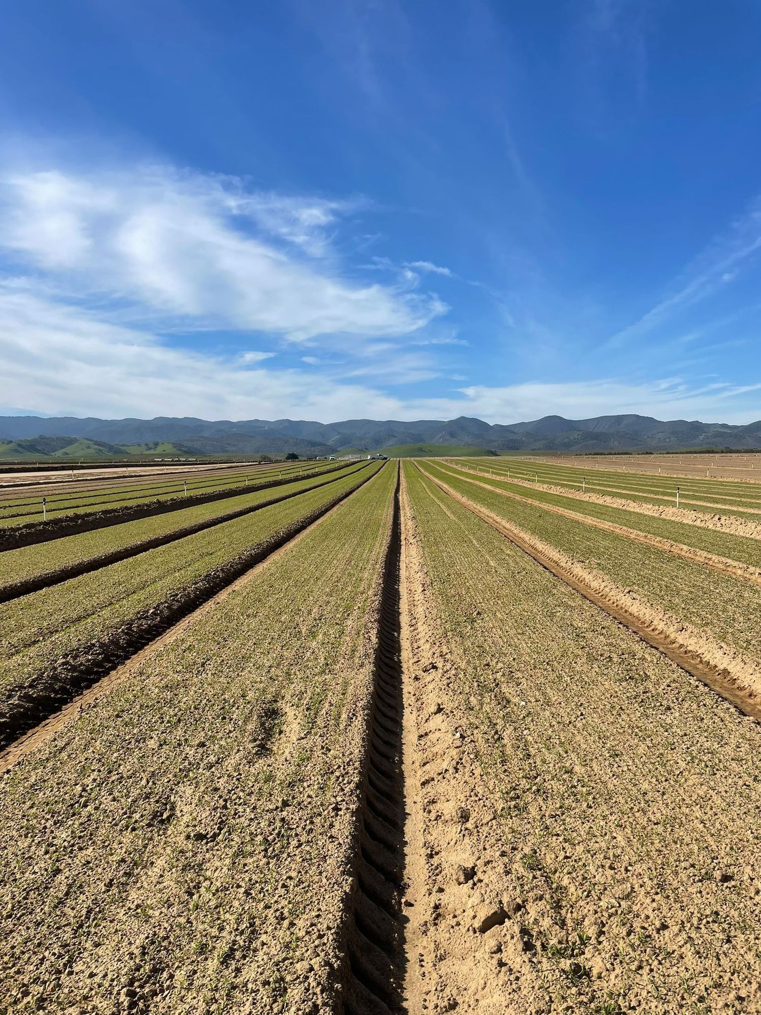 An Imperial Valley carrot fields