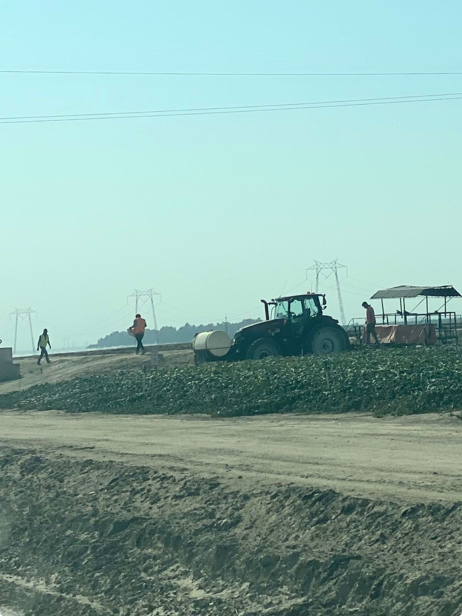 tractor driver in Gustine CA grinding up the tomato plants that have been picked over.