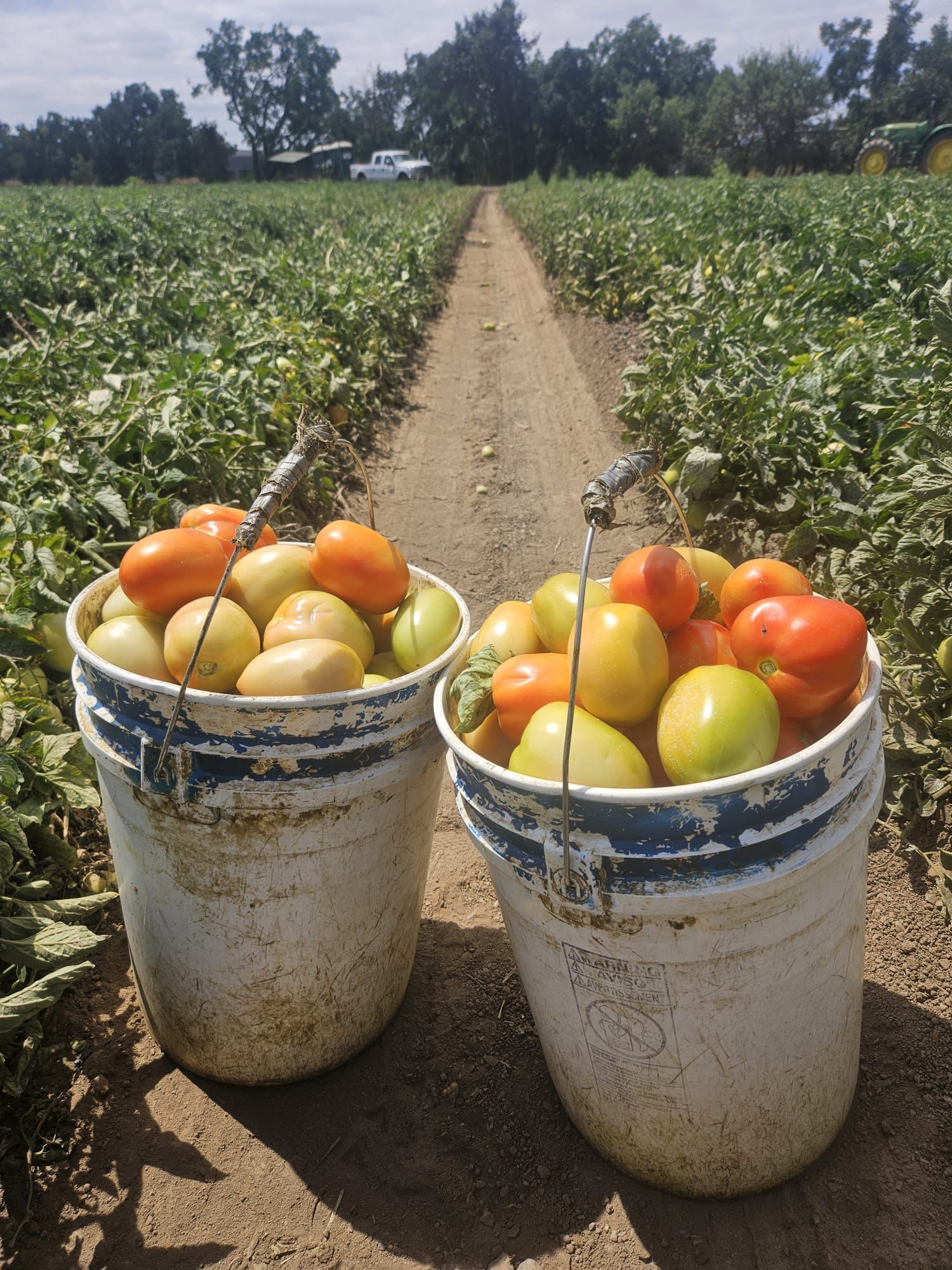 Two buckets filled with tomatoes in a field