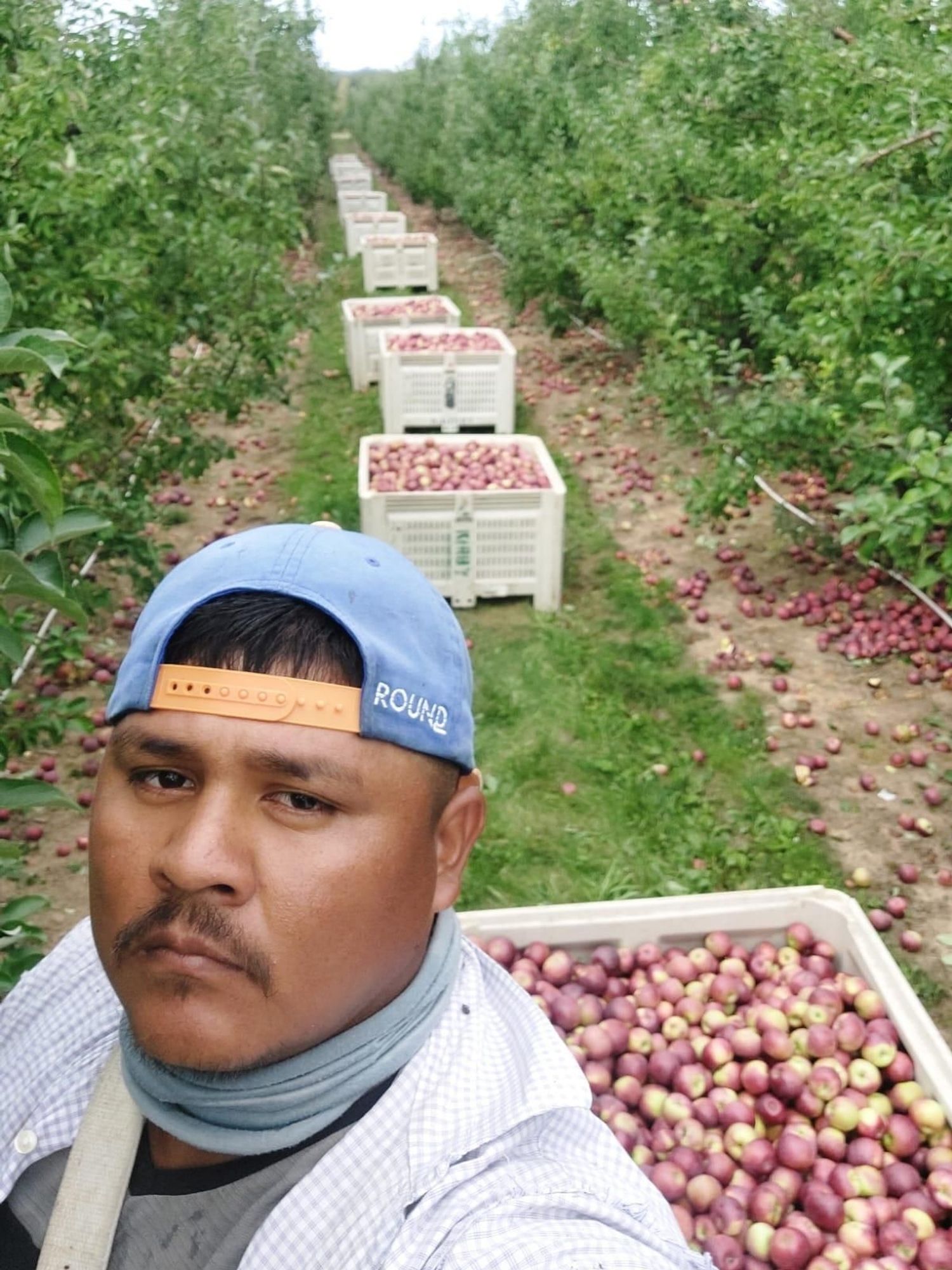 Farm worker standing in an apple orchard in New York