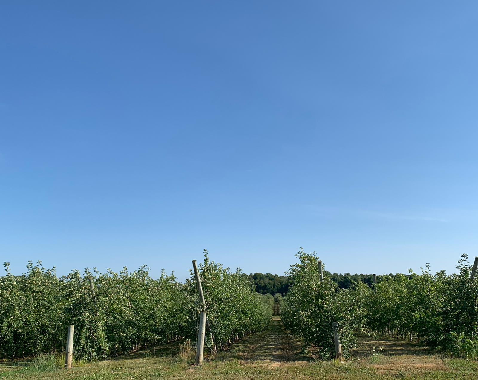 New York apple orchard
