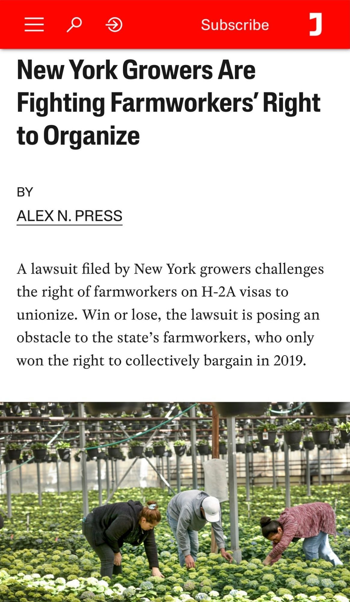 New York Growers Are Fighting Farmworkers’ Right to Organize BY ALEX N. PRESS A lawsuit filed by New York growers challenges the right of farmworkers on H-2A visas to unionize. Win or lose, the lawsuit is posing an obstacle to the state’s farmworkers, who only won the right to collectively bargain in 2019.