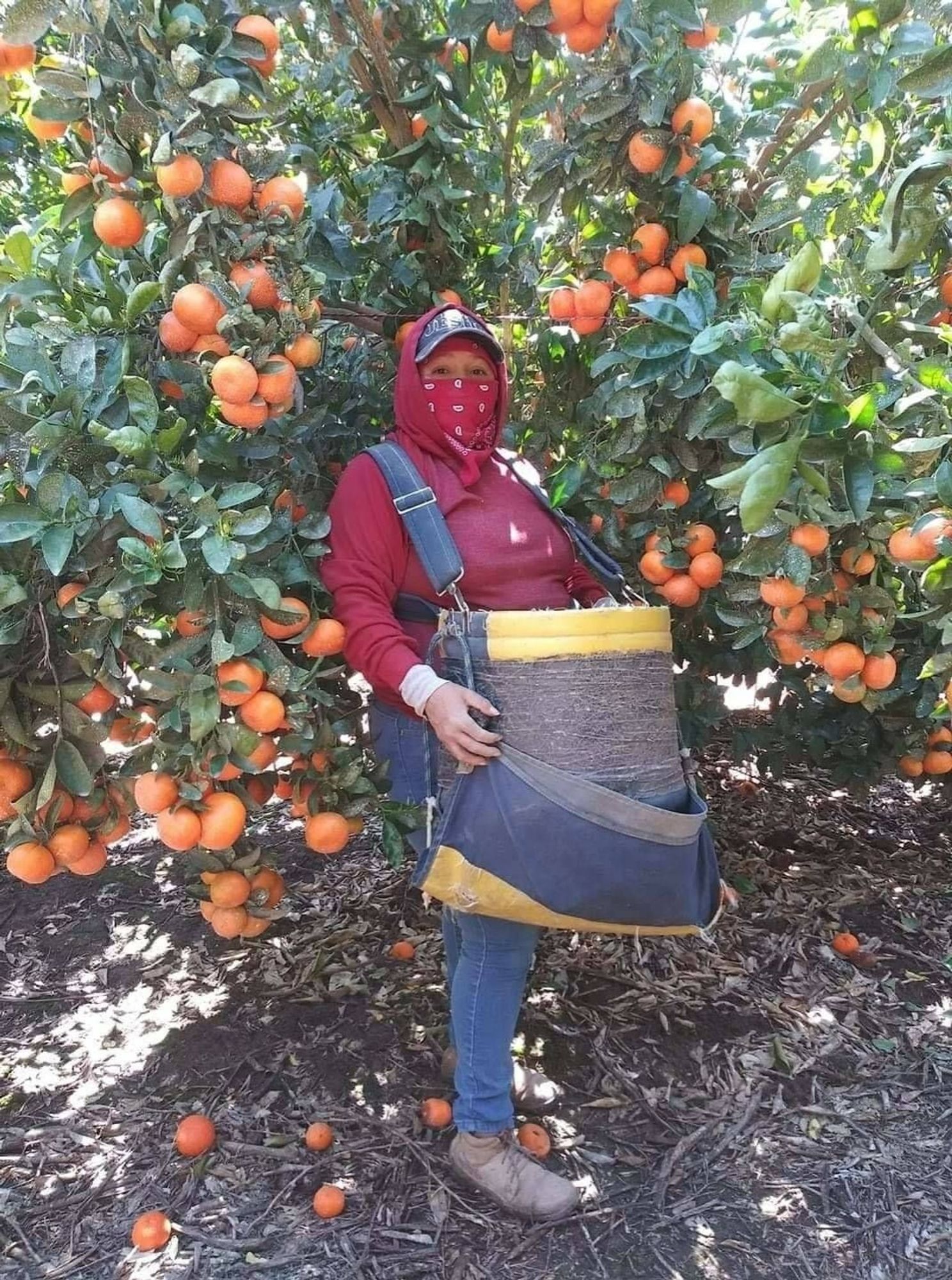 A farm worker laboring in a citrus field