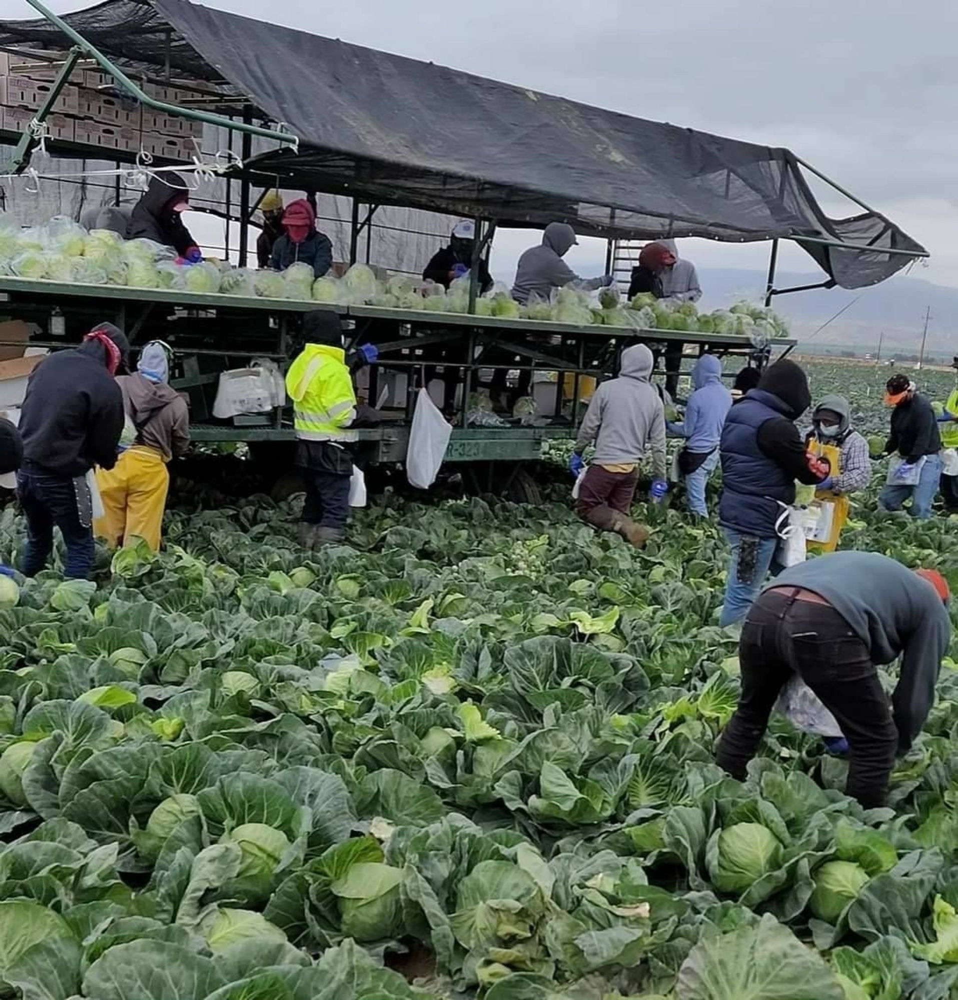 Workers harvesting cabbage in an Arvin California field