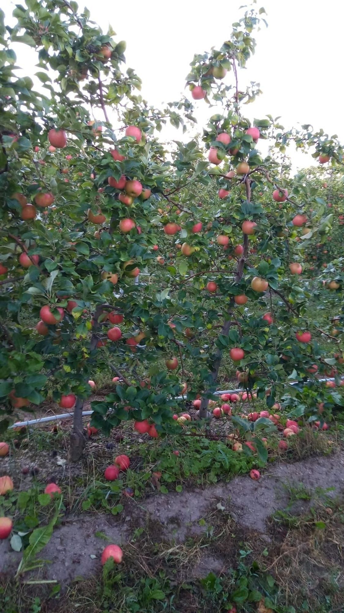 NY apple orchard