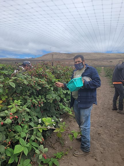 A farm worker harvesting berries