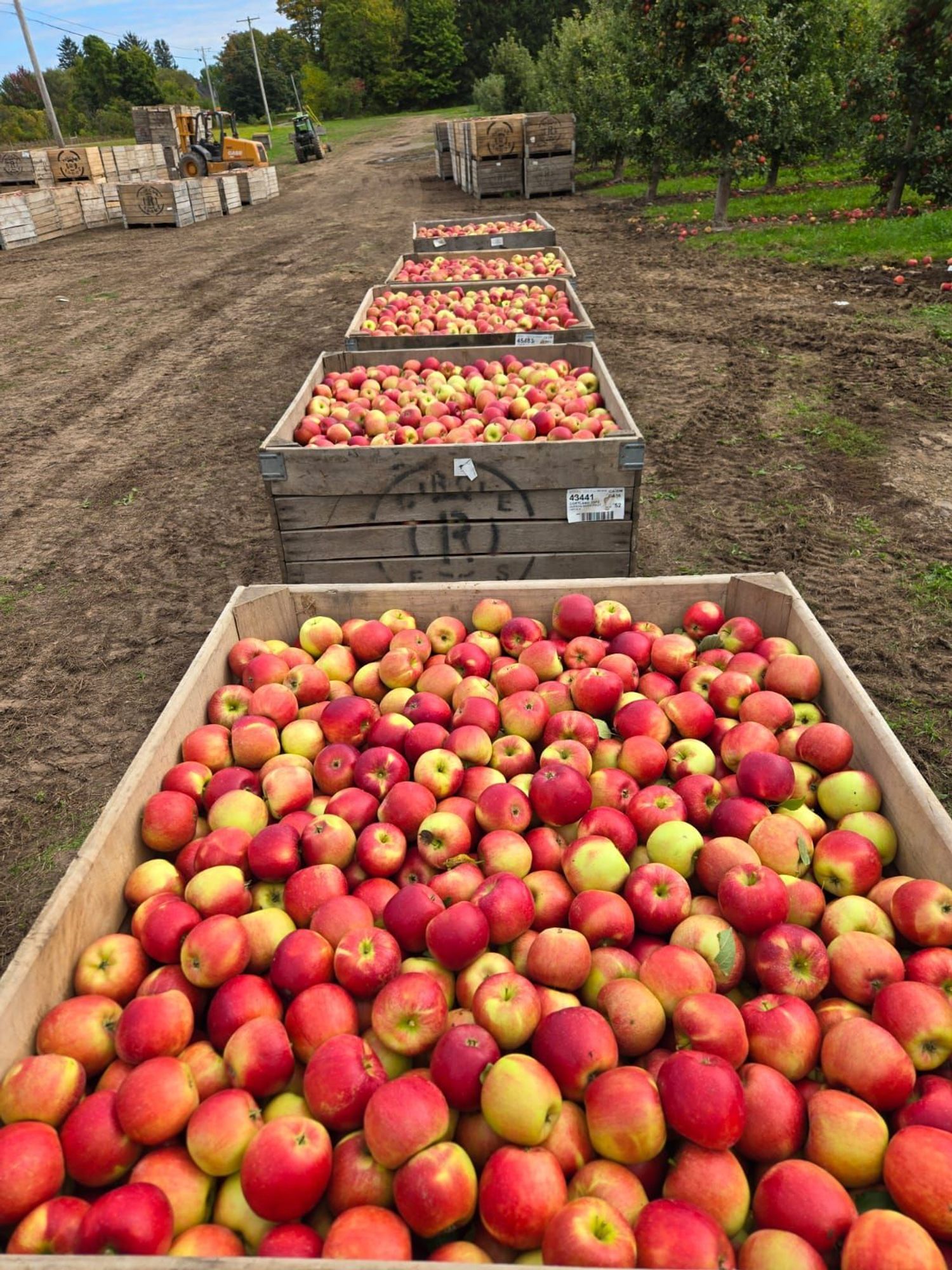 Freshly picked apples in 900 lb bins