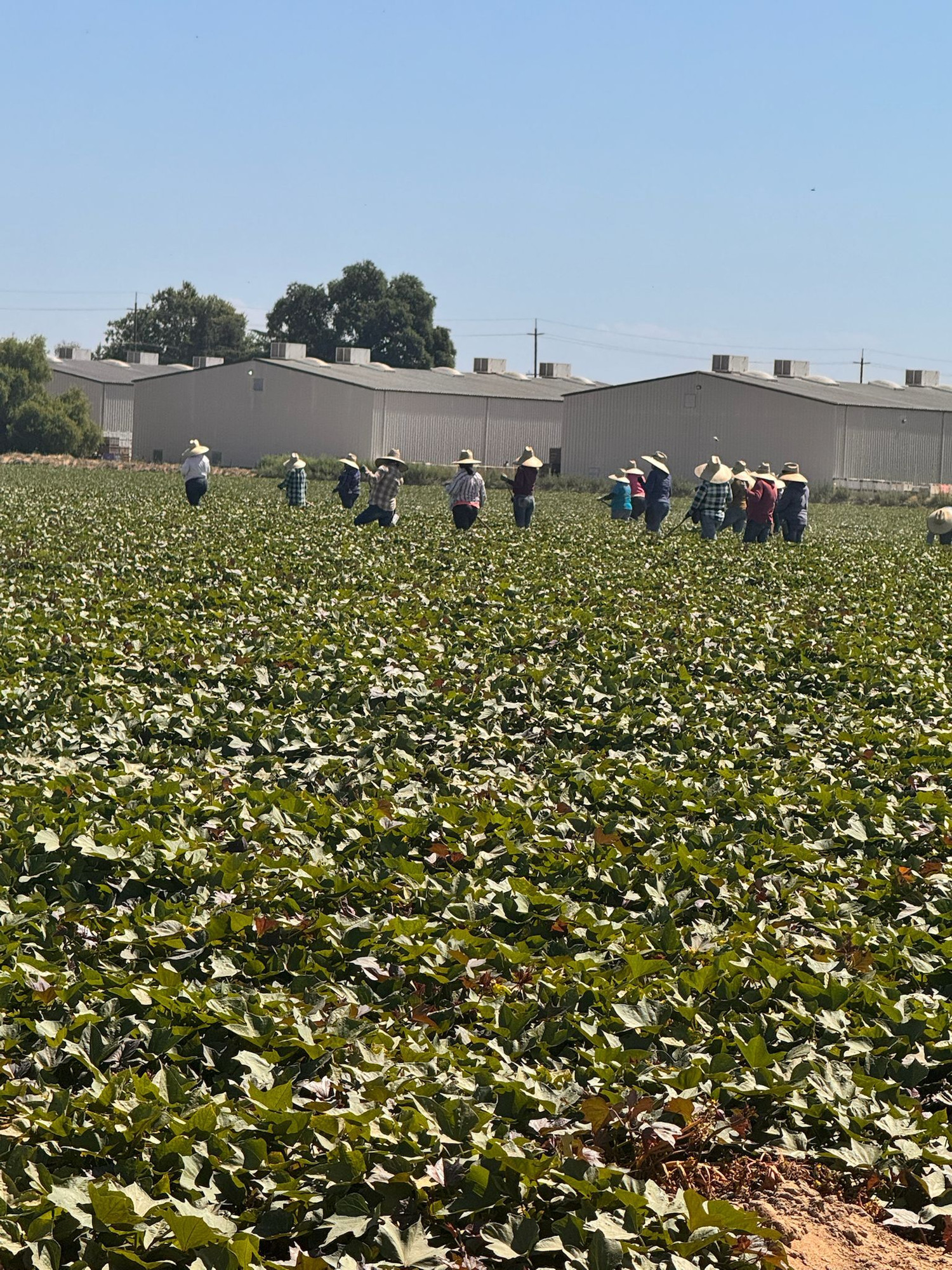 Sweet potato workers in a field