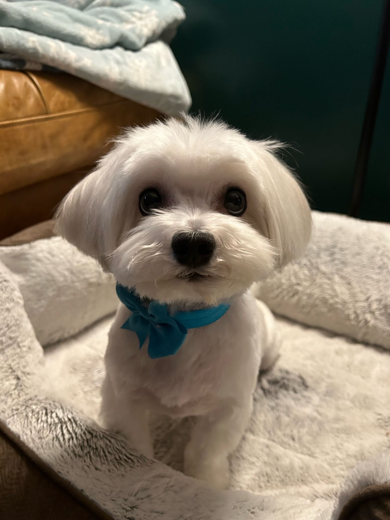 little white dog, freshly groomed, with his hair clipped short and his face and ears recently trimmed. he’s got a little blue bow tie. he’s looking soooo cutely at the camera like a dainty little princeling. in reality he is three years old but no one tell him, he’s a BABY