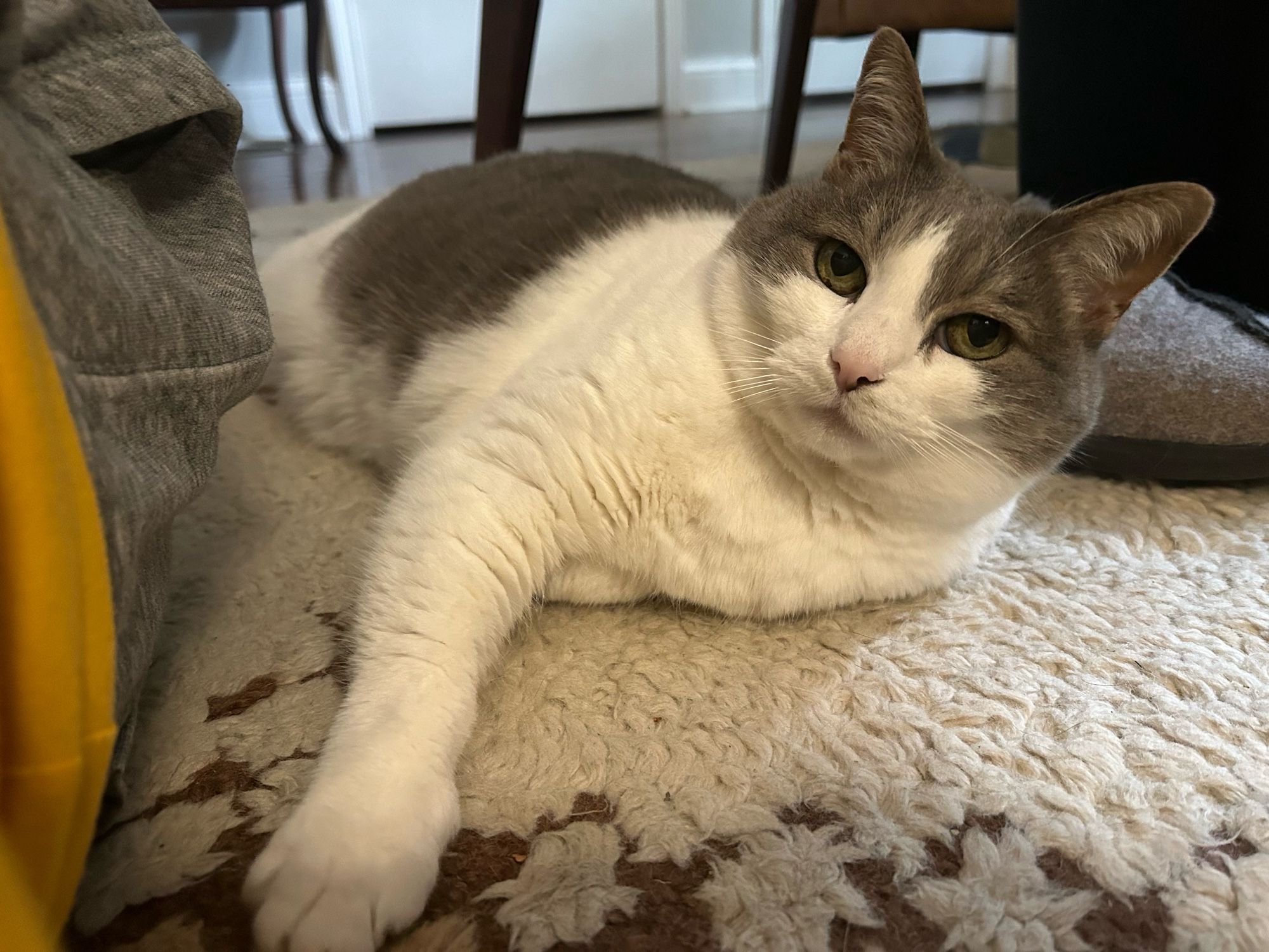 soft beautiful round white and grey cat flopped on the rug next to someone’s hip