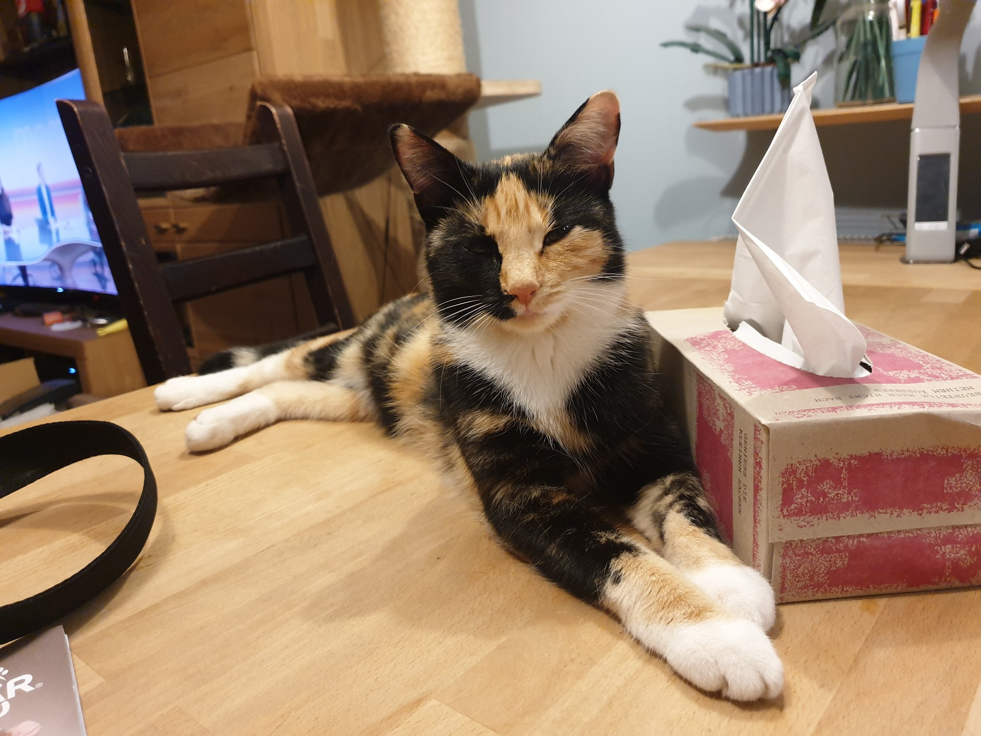 A multi coloured cat laying on a table 