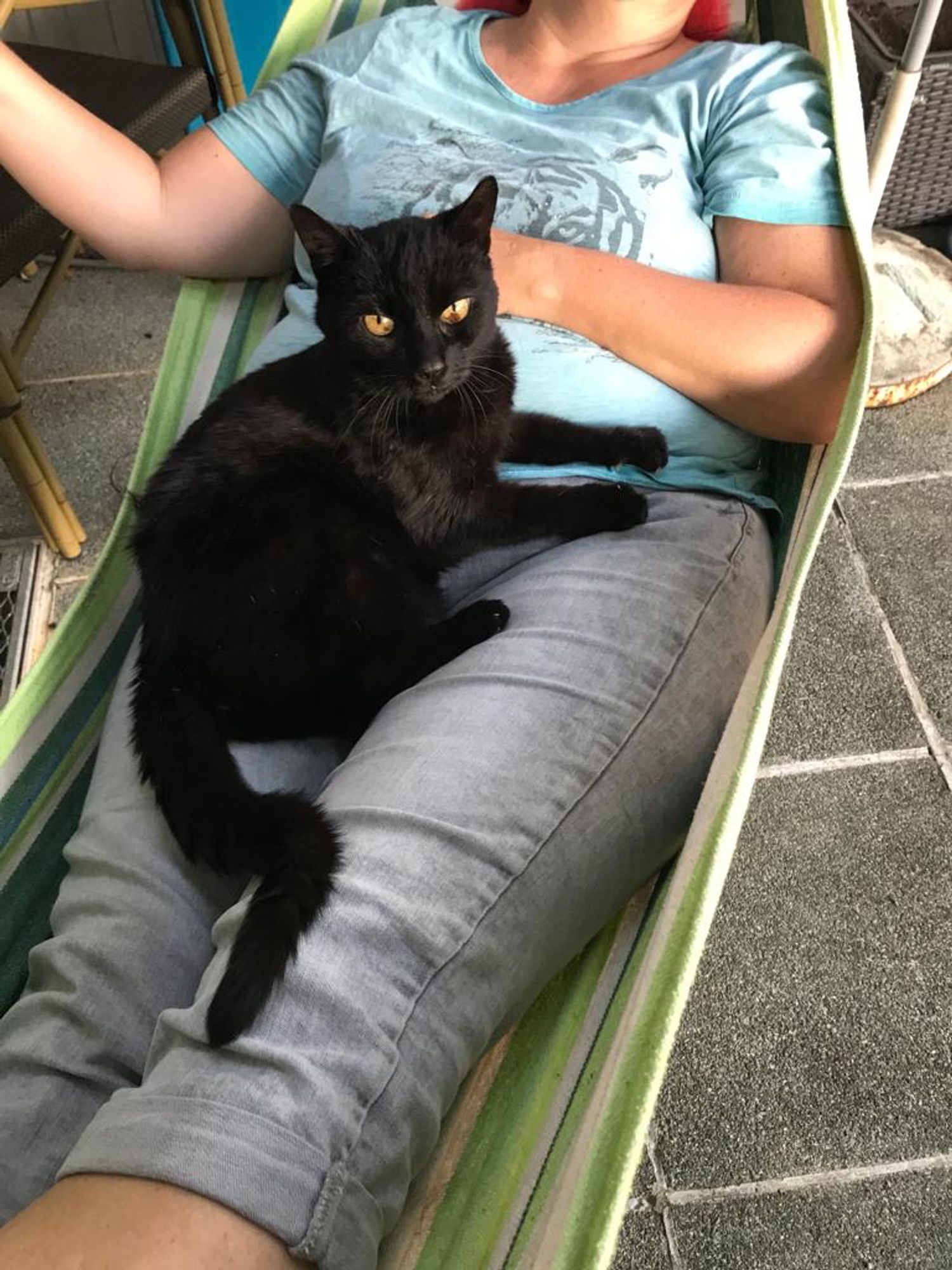 Wunderschöne schwarze Katze auf dem Schoß einer Frau, die in der Hängematte liegt