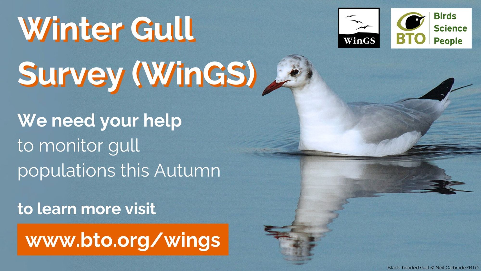 Image of a Black-headed Gull alongside BTO and WinGS logo and accompanying wording that reads: Winter Gull Survey (WinGS). We need your help to monitor gull populations this Autumn. To learn more visit www.bto.org/wings