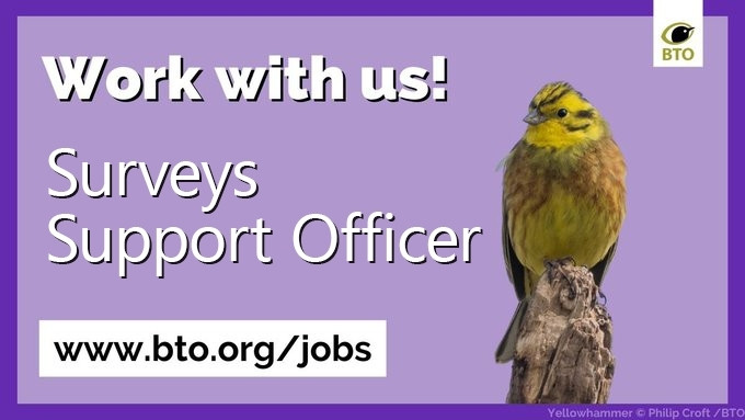 Image of a Yellowhammer on a purple background with the wording: work with us! Surveys Support Officer. www.bto.org/jobs