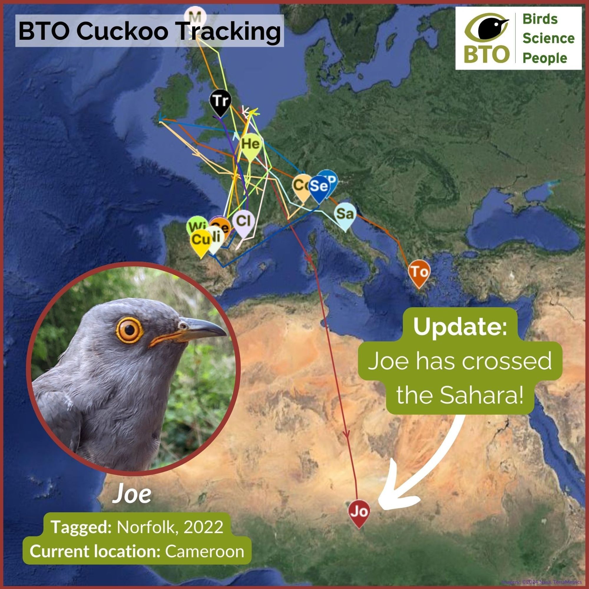 Map showing locations of BTO tagged Cuckoos, with the location for Cuckoo Joe in Cameroon, with an arrow pointing to it and the wording: update, Joe has crossed the Sahara. Headshot of Cuckoo Joe with the wording: tagged, Norfolk 2022. Current location: Cameroon. BTO Cuckoo Tracking.