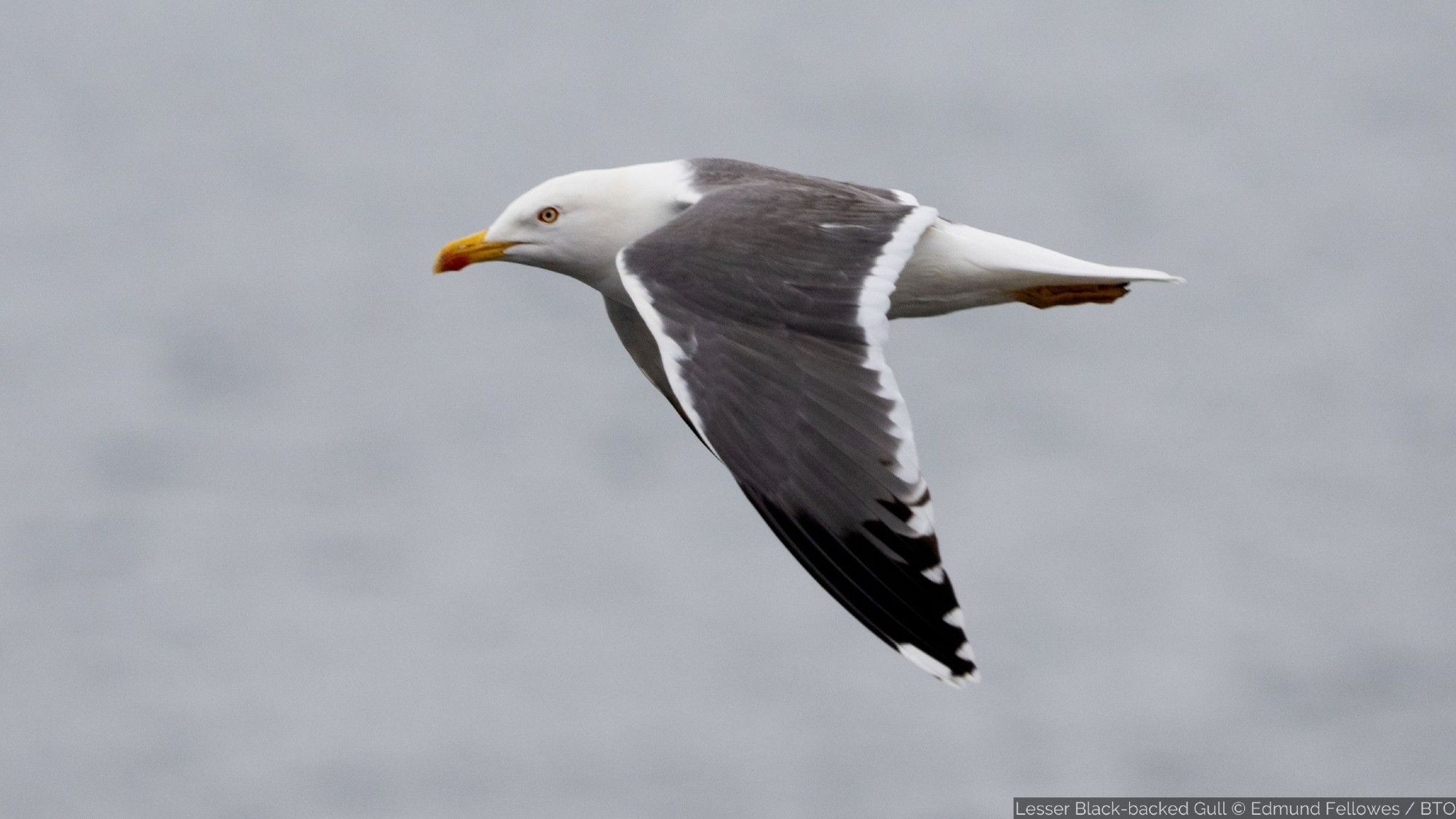 Lesser Black-backed Gull in flight