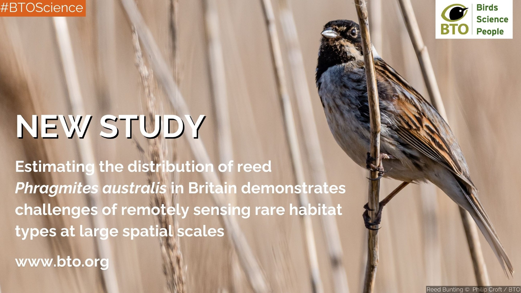 Image of a Reed Bunting perched on a reed alongside the wording: New Study. Estimating the distribution of reed Phragmites australis in Britain demonstrates challenges of remotely sensing rare habitat types at large spatial scales. www.bto.org #BTOScience