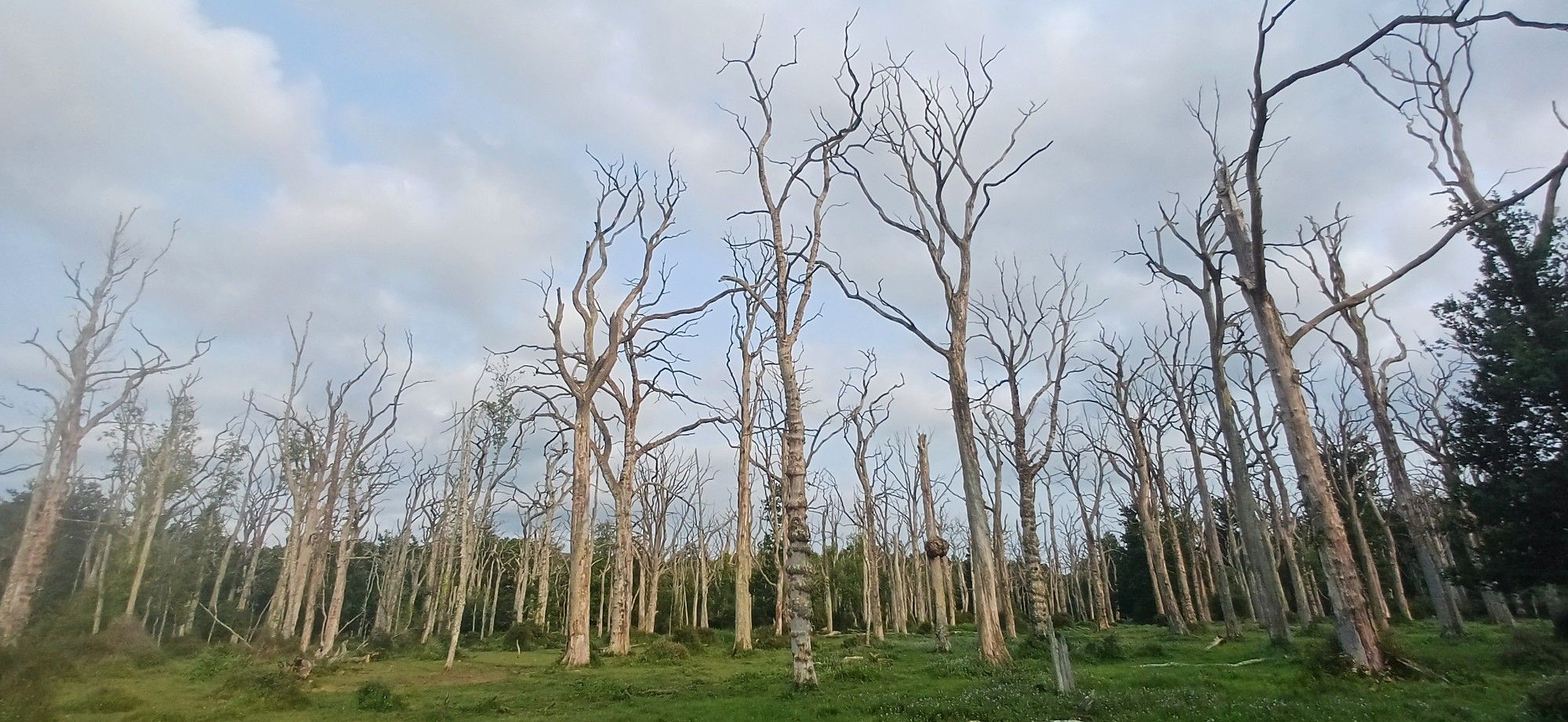 Dead Tree Moor in the New Forrest. A field of dead trees due to flooding following withdrawal of land management.