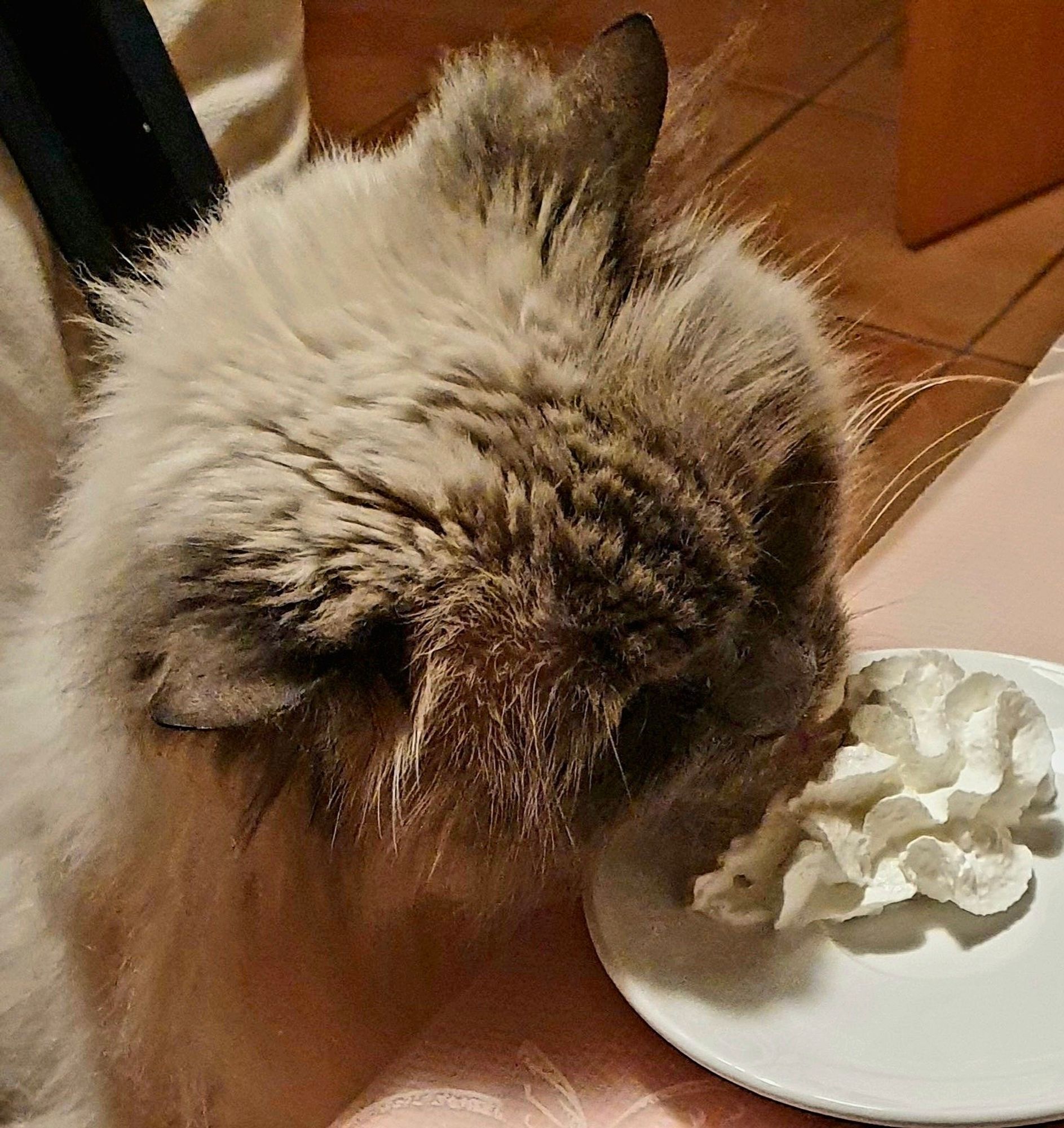 Un chat sacré de Birmanie assis sur une chaise mange de la crème fouettée dans une assiette posée sur la table de la cuisine