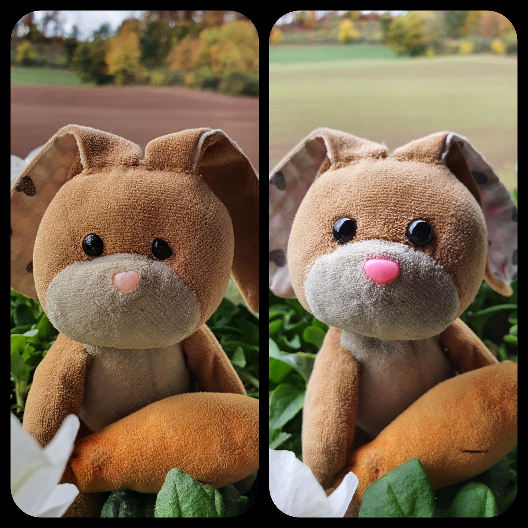 Before and after picture of a little plushy-bunny carryinga plushy carrot. On the left the bunny is a wee bit dirty, one eye is damaged, the pink nose pale and a little dislocated. On the right those problems are solved.