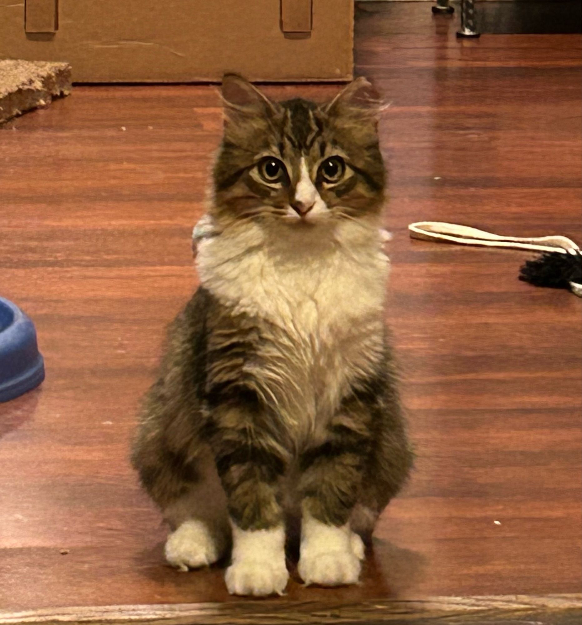 A six month old calico cat with a white chest, and partly white face, and paws are also white. The rest of the cat is tortoise-pattern gray and green. The cat is sitting on a wooden floor.