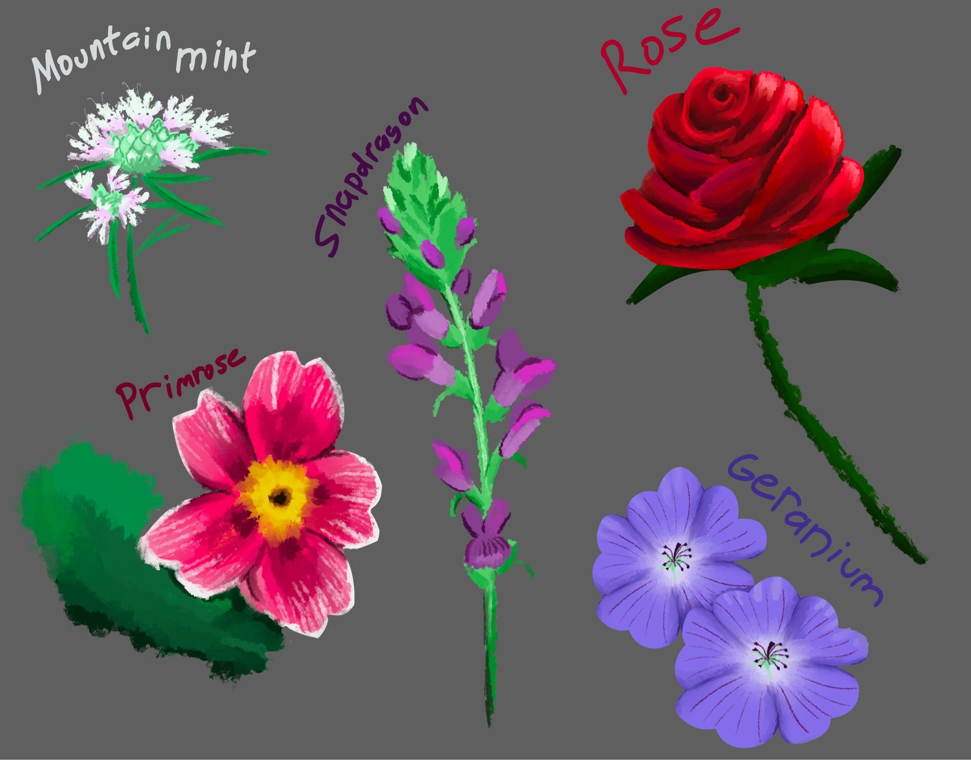 Drawings of flowers. Mountain Mint, Primrose, Snapdragon, Rose, Geranium