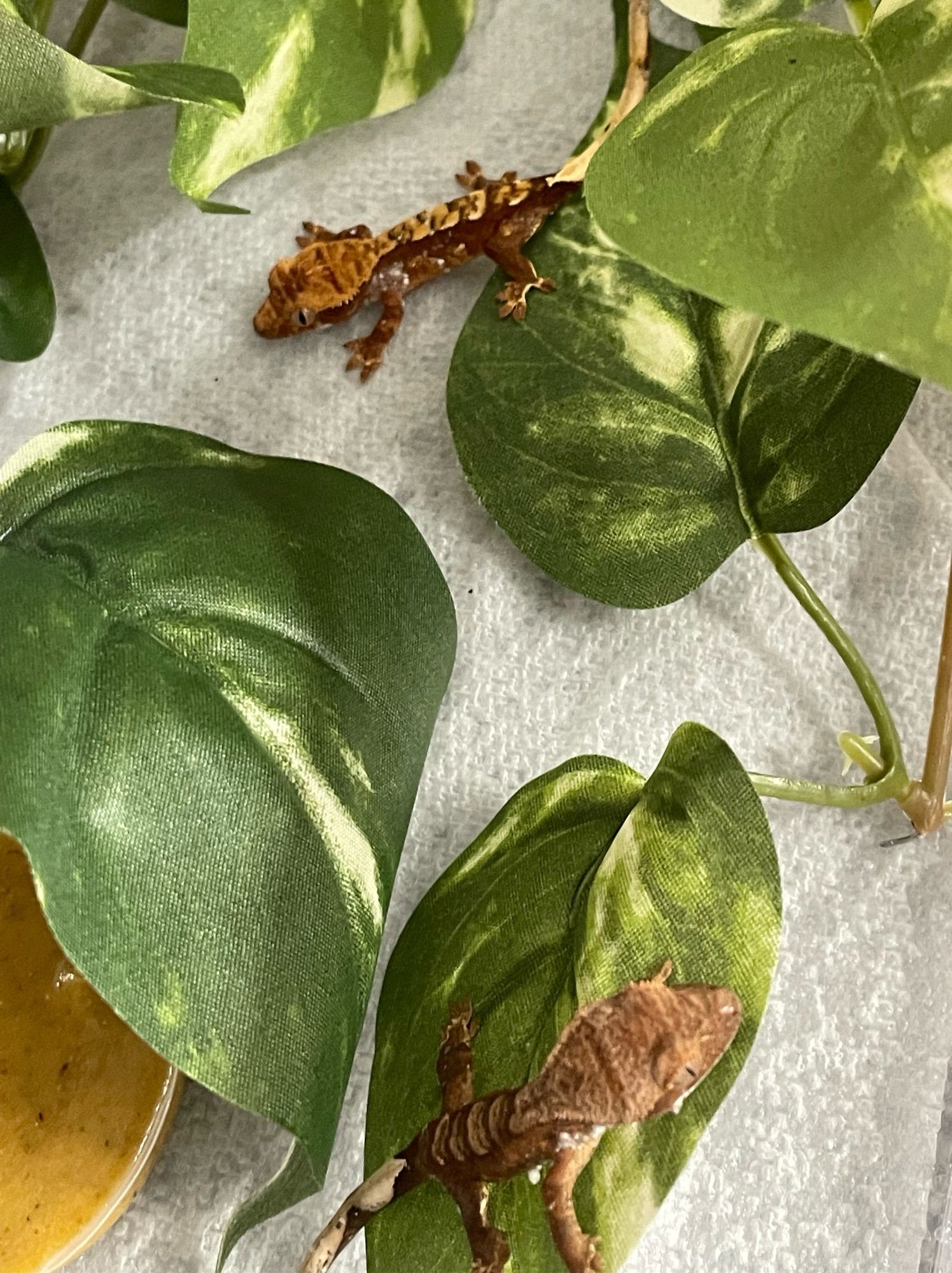 Two crested gecko hatchlings in a plastic bin with paper towel and fake leaves