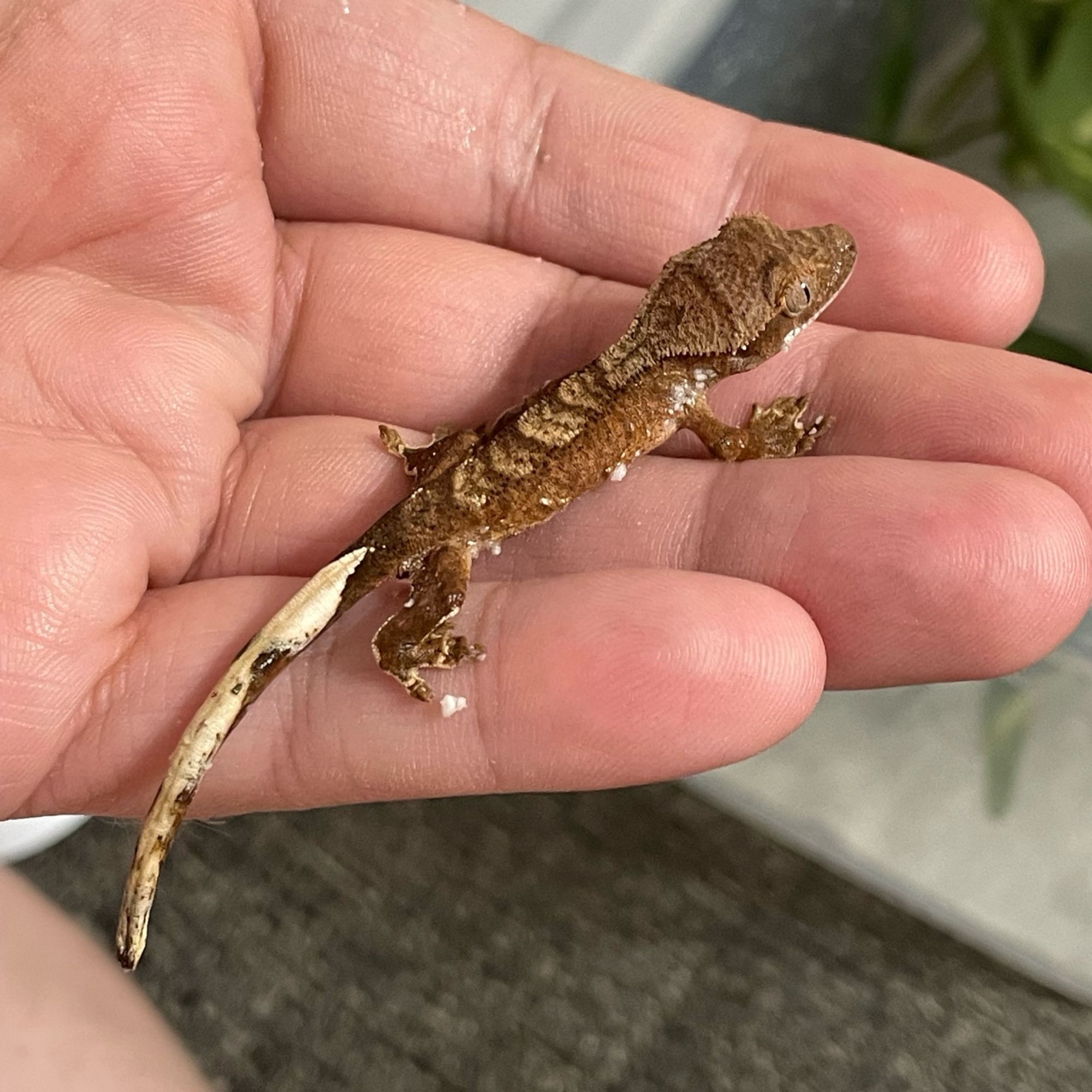 A crested gecko hathchling fresh from the egg on a hand