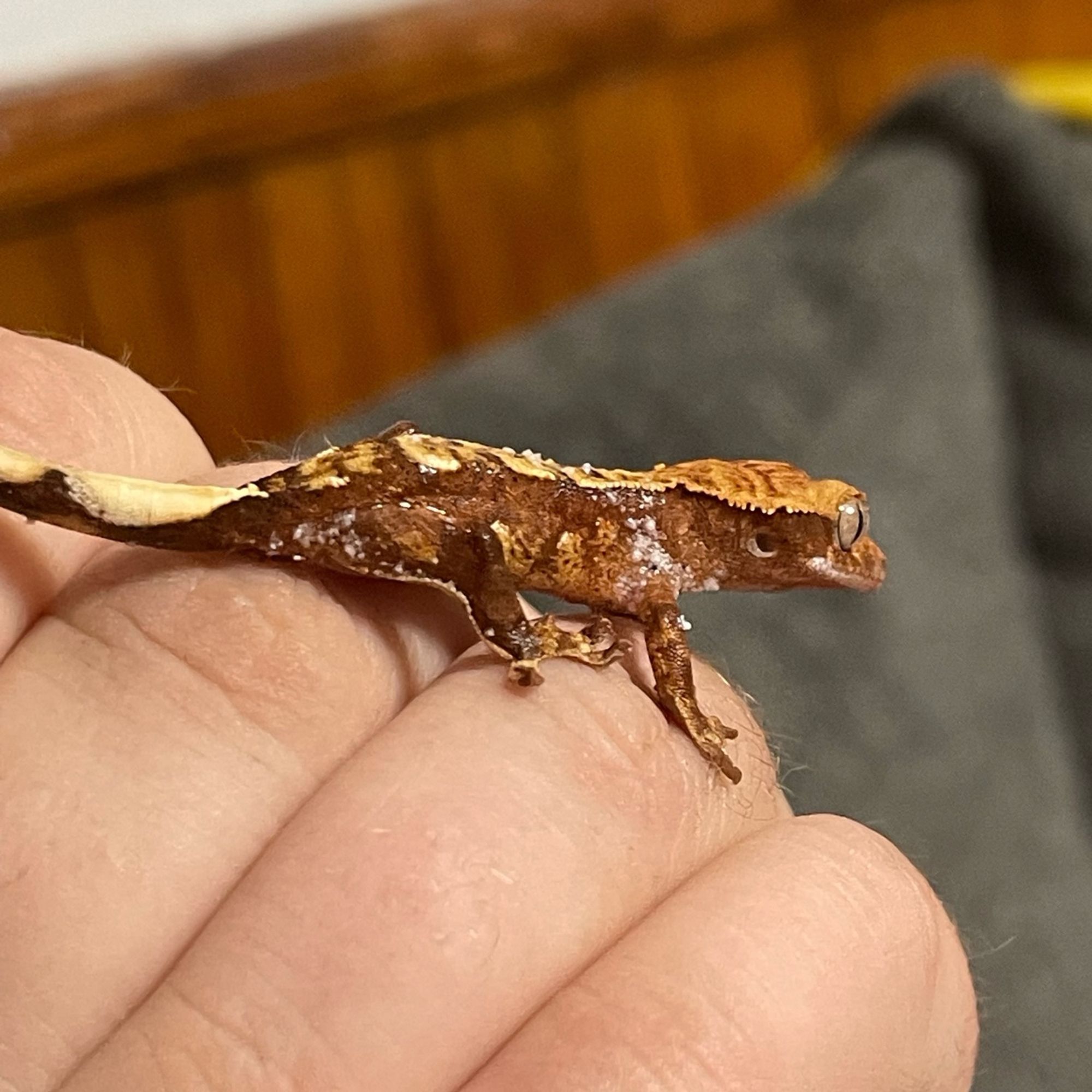 A crested gecko hatchling fresh from the egg on a hand