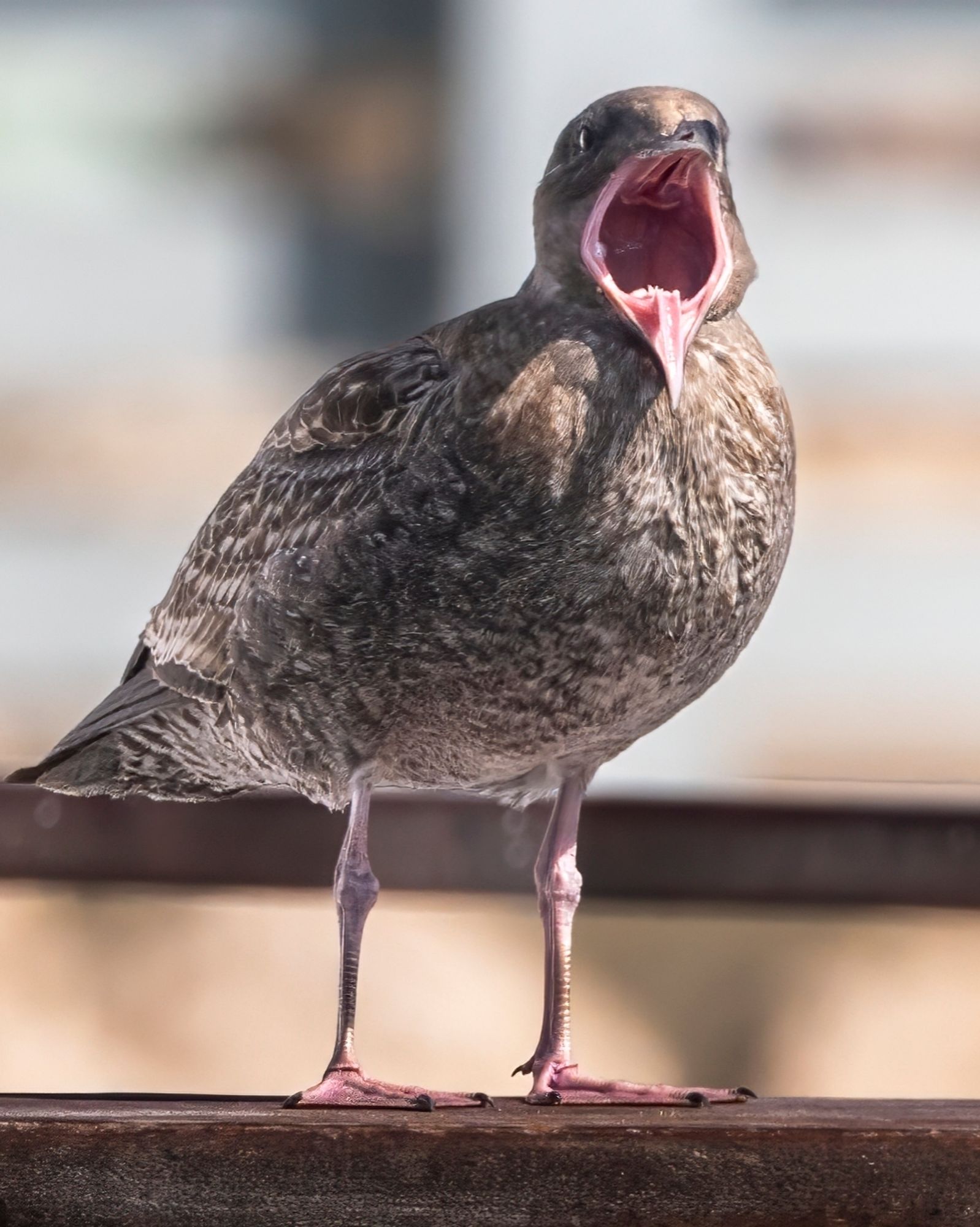 A yelling gull