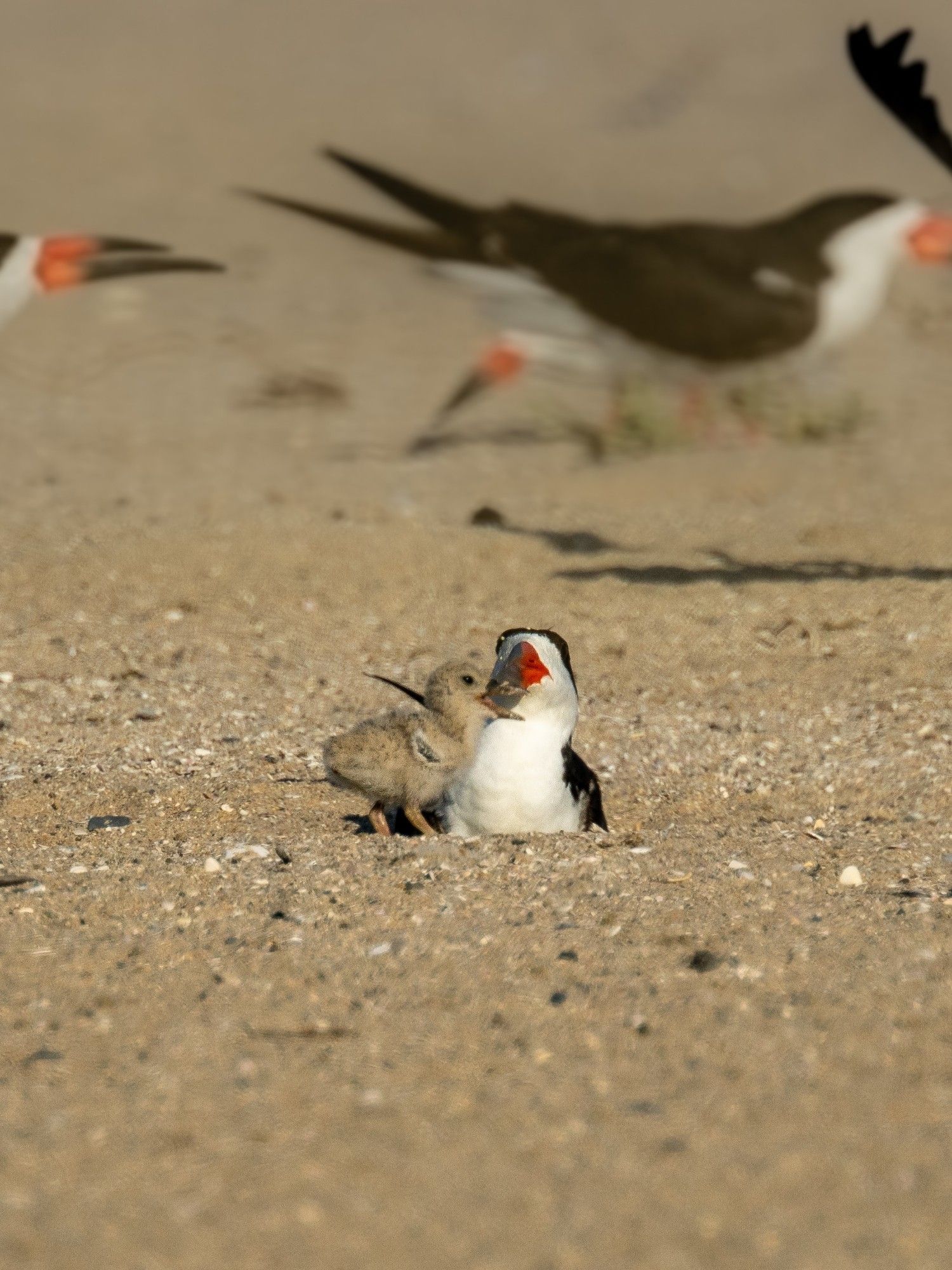 A black skimmer chick next to a parent